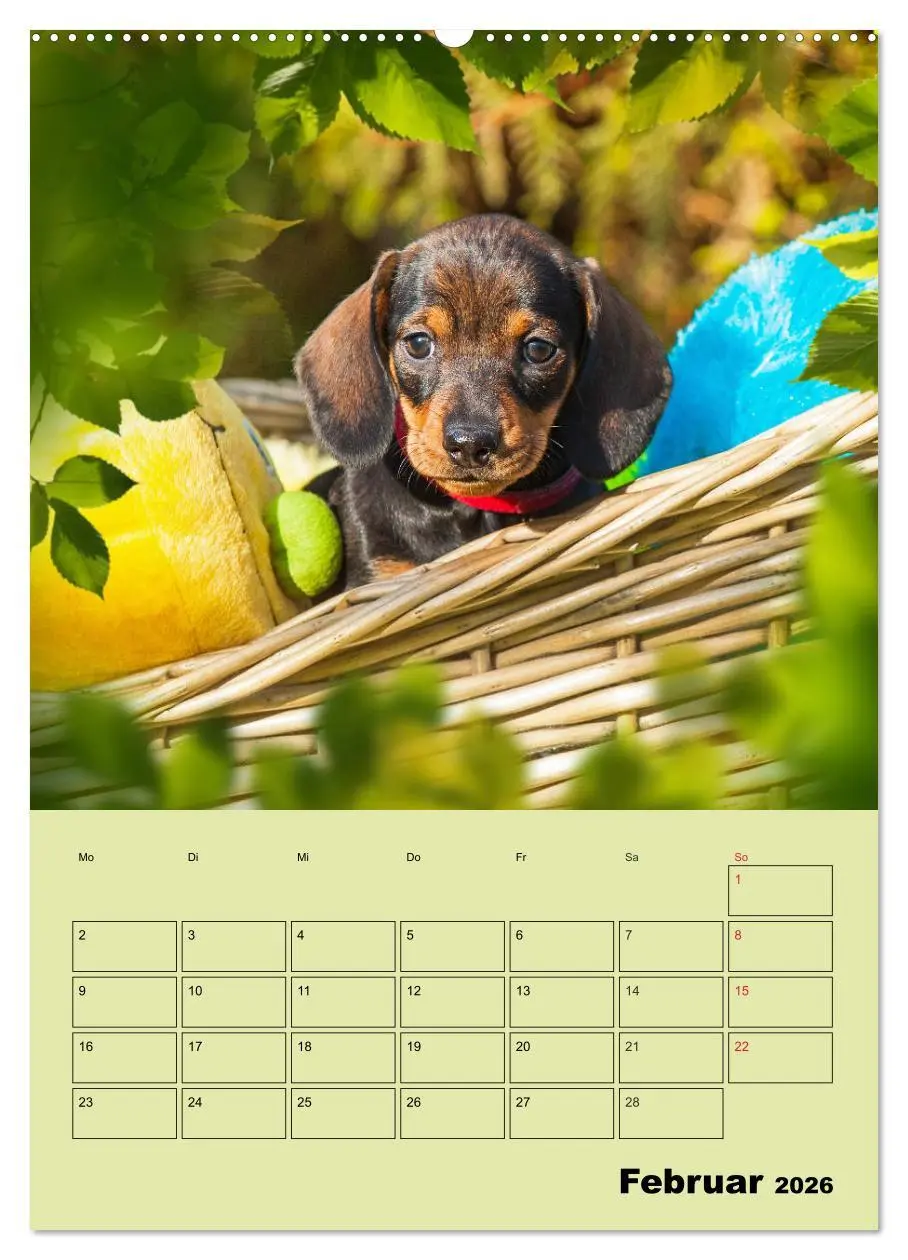 Bild: 9783516381726 | Dackelträume - Ein Familienplaner für das Jahr (Wandkalender 2026...