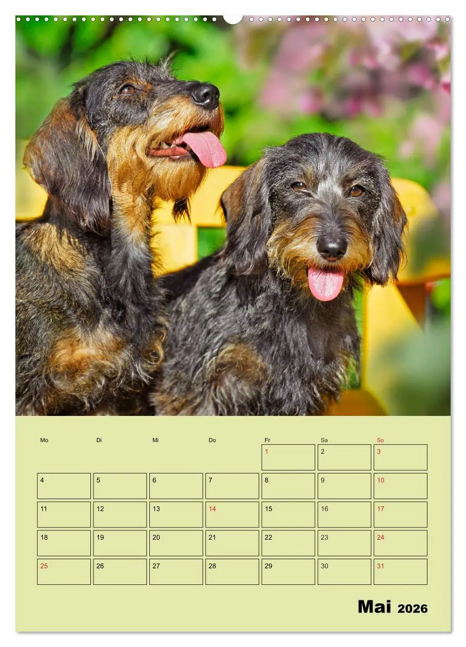 Bild: 9783516381726 | Dackelträume - Ein Familienplaner für das Jahr (Wandkalender 2026...