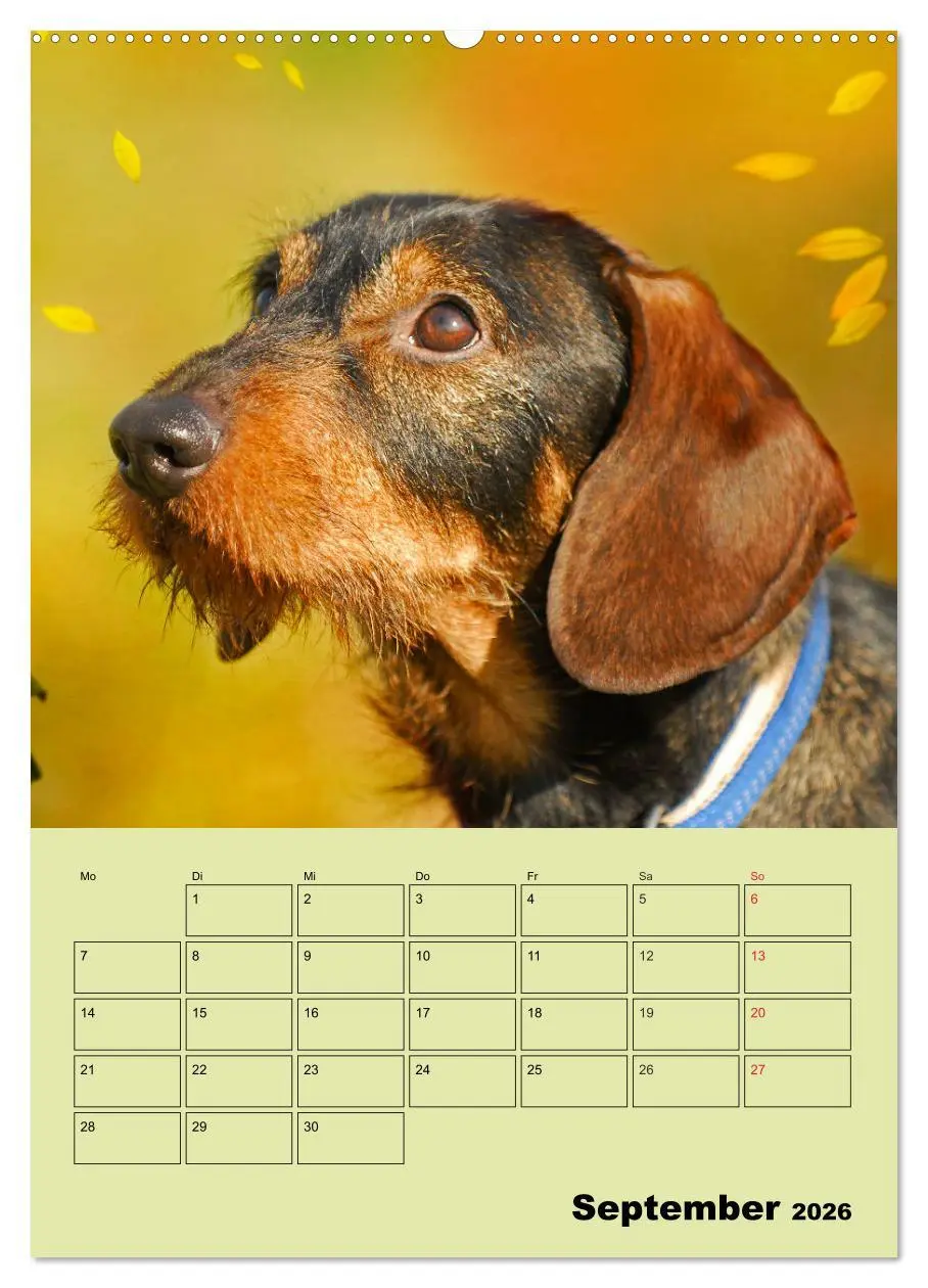 Bild: 9783516381726 | Dackelträume - Ein Familienplaner für das Jahr (Wandkalender 2026...