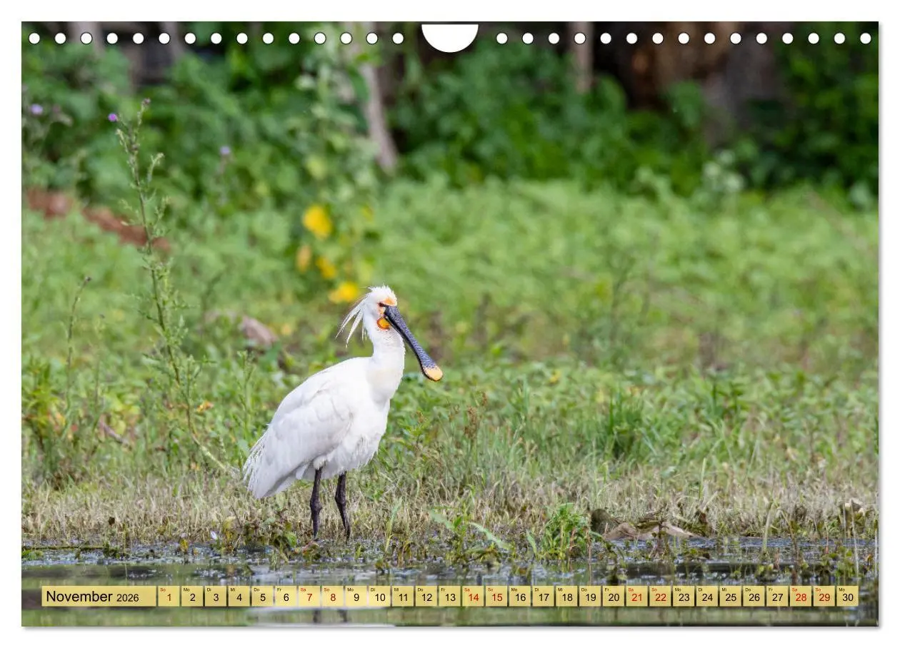 Bild: 9783457591826 | Donaudelta - Europas großes Vogelparadies (Wandkalender 2026 DIN A4...