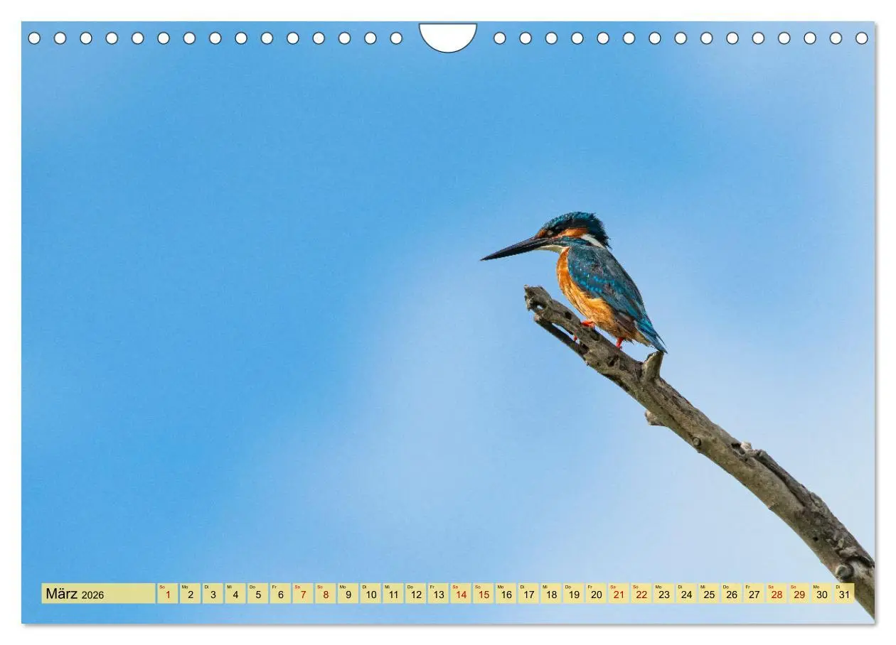 Bild: 9783457591826 | Donaudelta - Europas großes Vogelparadies (Wandkalender 2026 DIN A4...