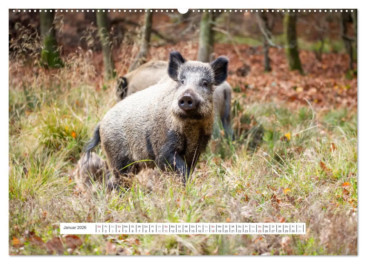 Bild: 9783457651926 | Faszination Schwarzwild (hochwertiger Premium Wandkalender 2026 DIN...