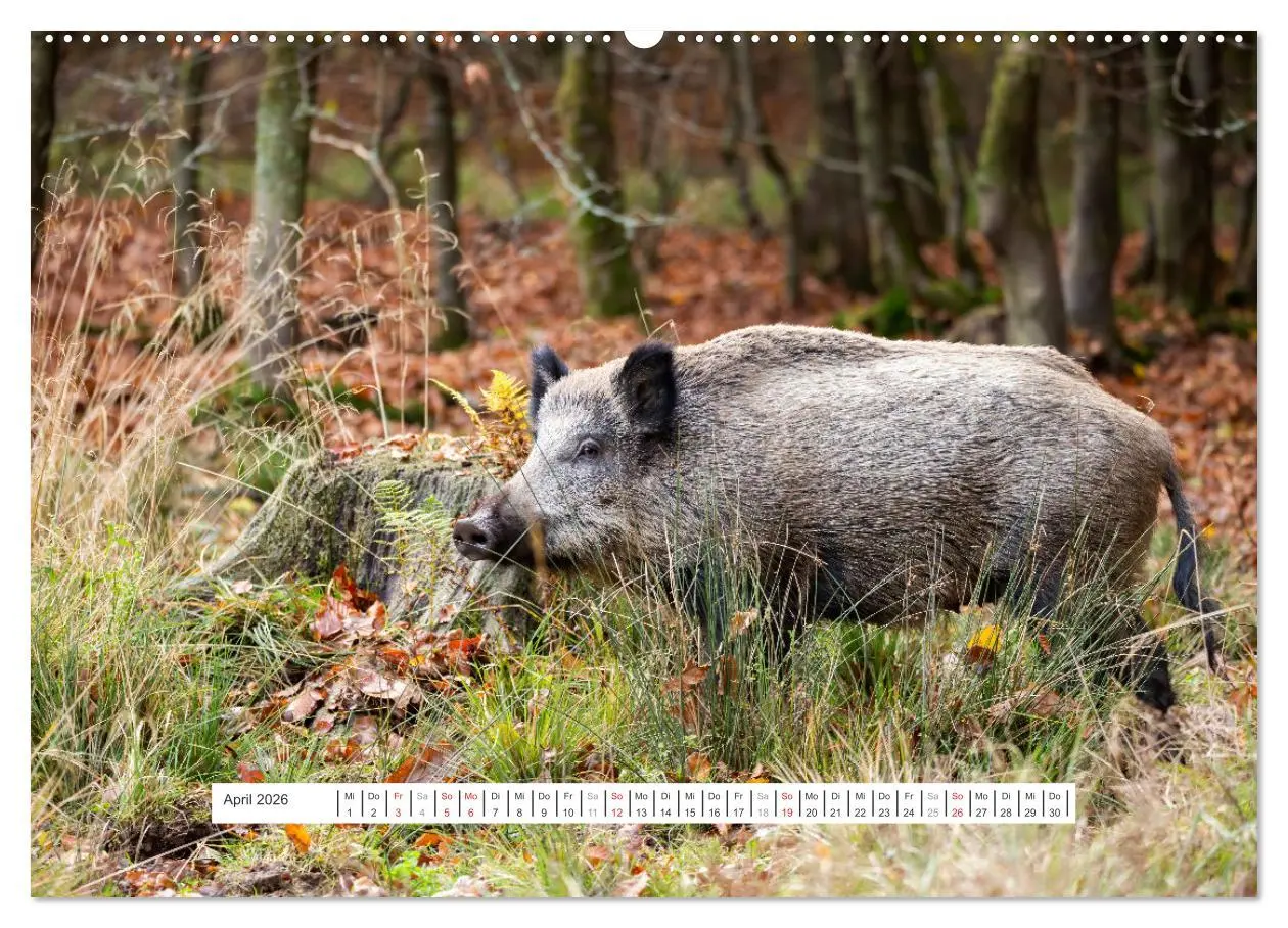 Bild: 9783457651926 | Faszination Schwarzwild (hochwertiger Premium Wandkalender 2026 DIN...