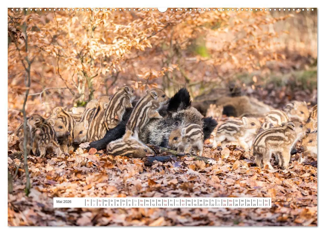 Bild: 9783457651926 | Faszination Schwarzwild (hochwertiger Premium Wandkalender 2026 DIN...