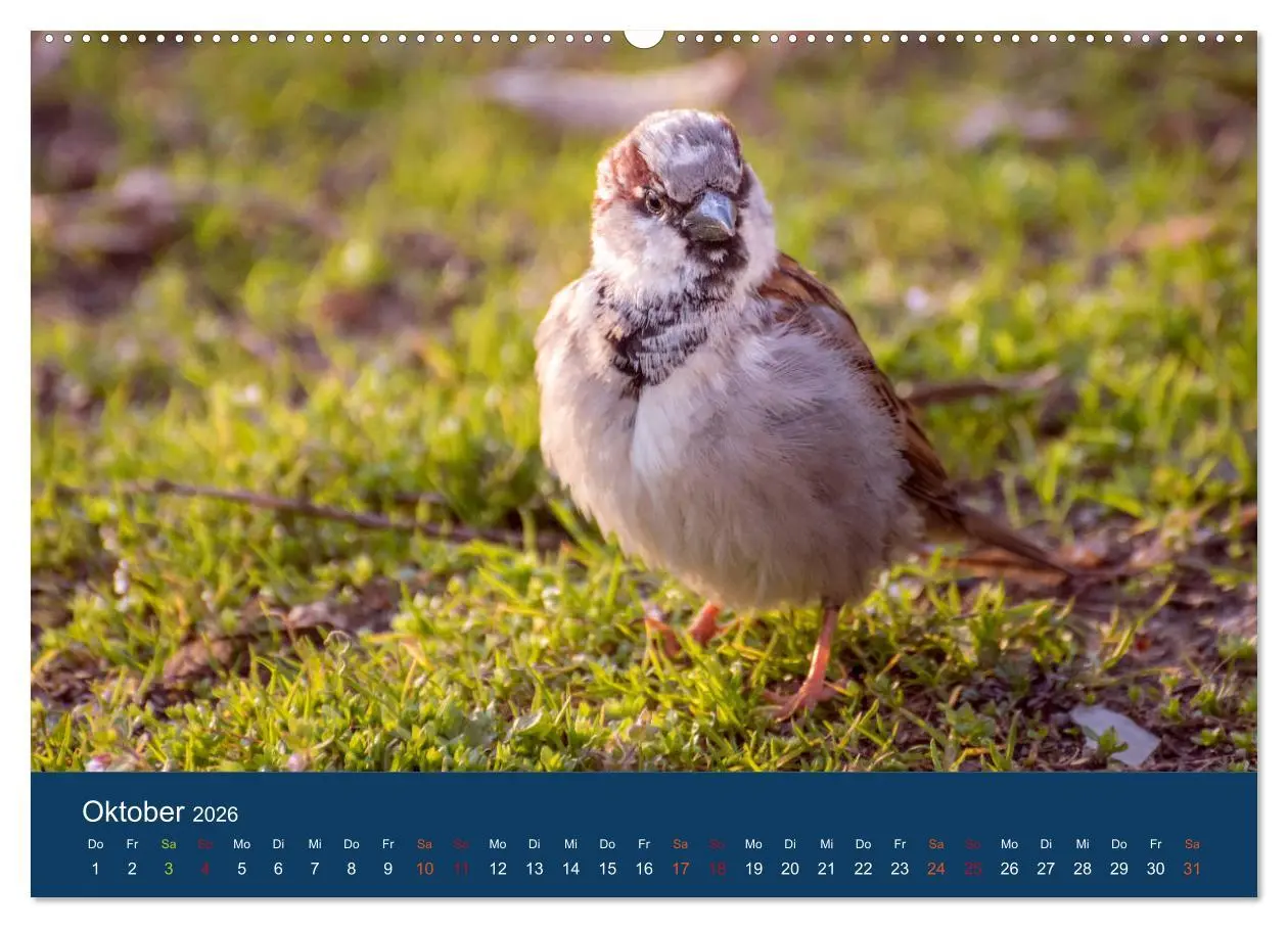 Bild: 9783516182026 | Spatzen-Kalender (hochwertiger Premium Wandkalender 2026 DIN A2...