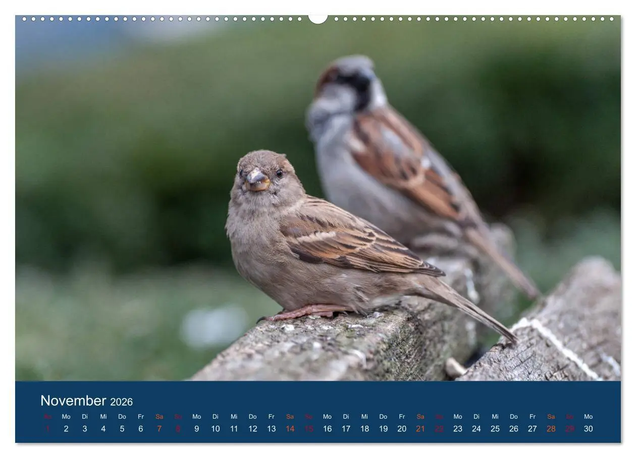Bild: 9783516182026 | Spatzen-Kalender (hochwertiger Premium Wandkalender 2026 DIN A2...