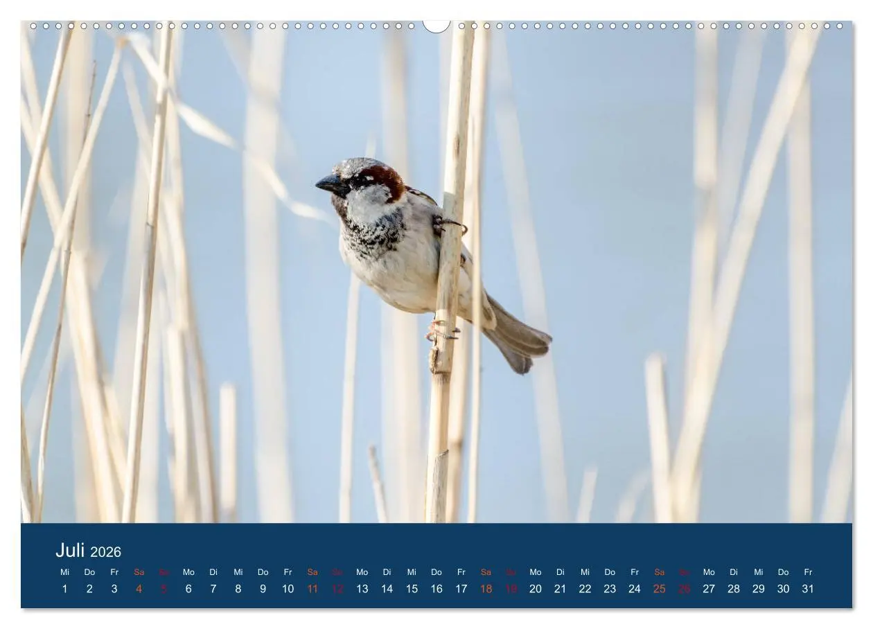 Bild: 9783516182026 | Spatzen-Kalender (hochwertiger Premium Wandkalender 2026 DIN A2...