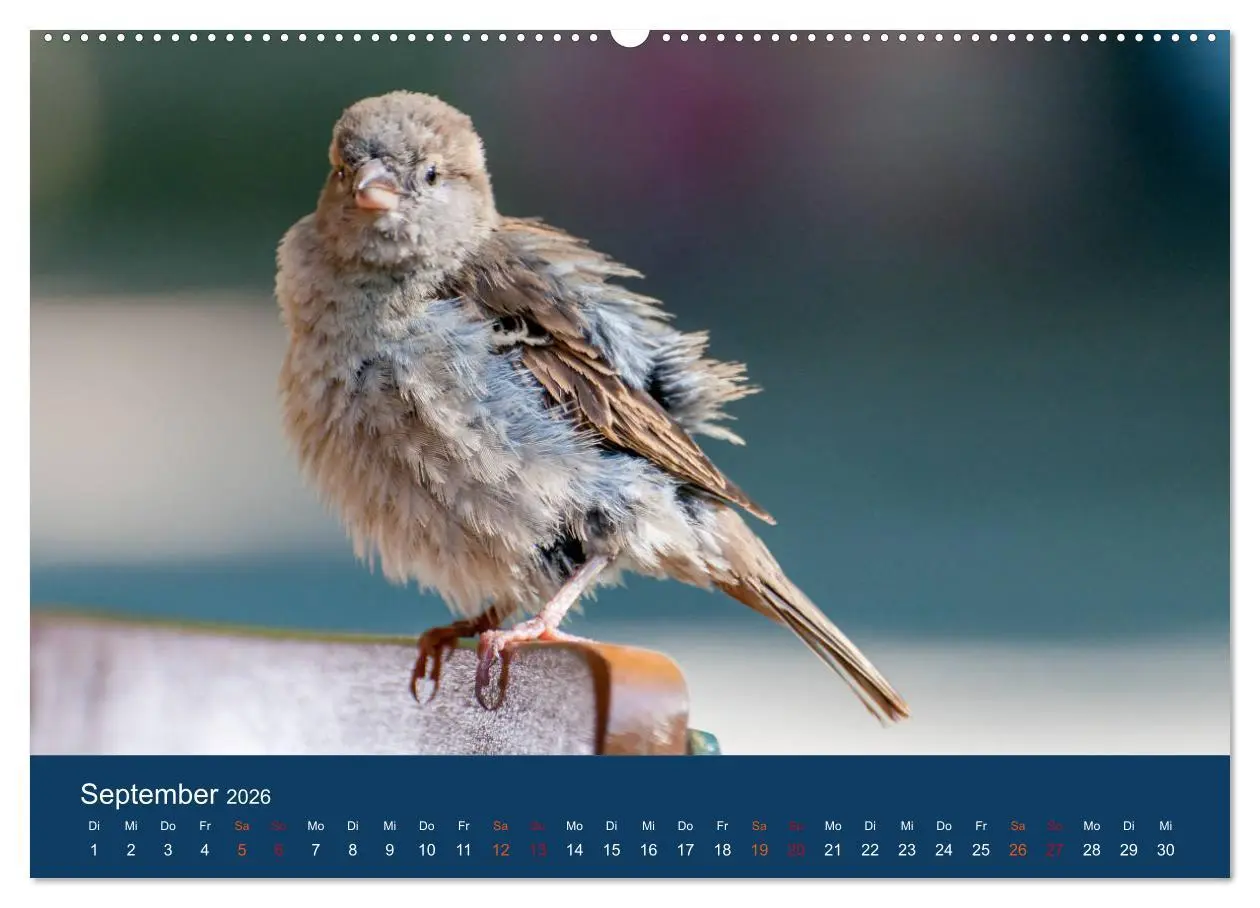 Bild: 9783516182026 | Spatzen-Kalender (hochwertiger Premium Wandkalender 2026 DIN A2...