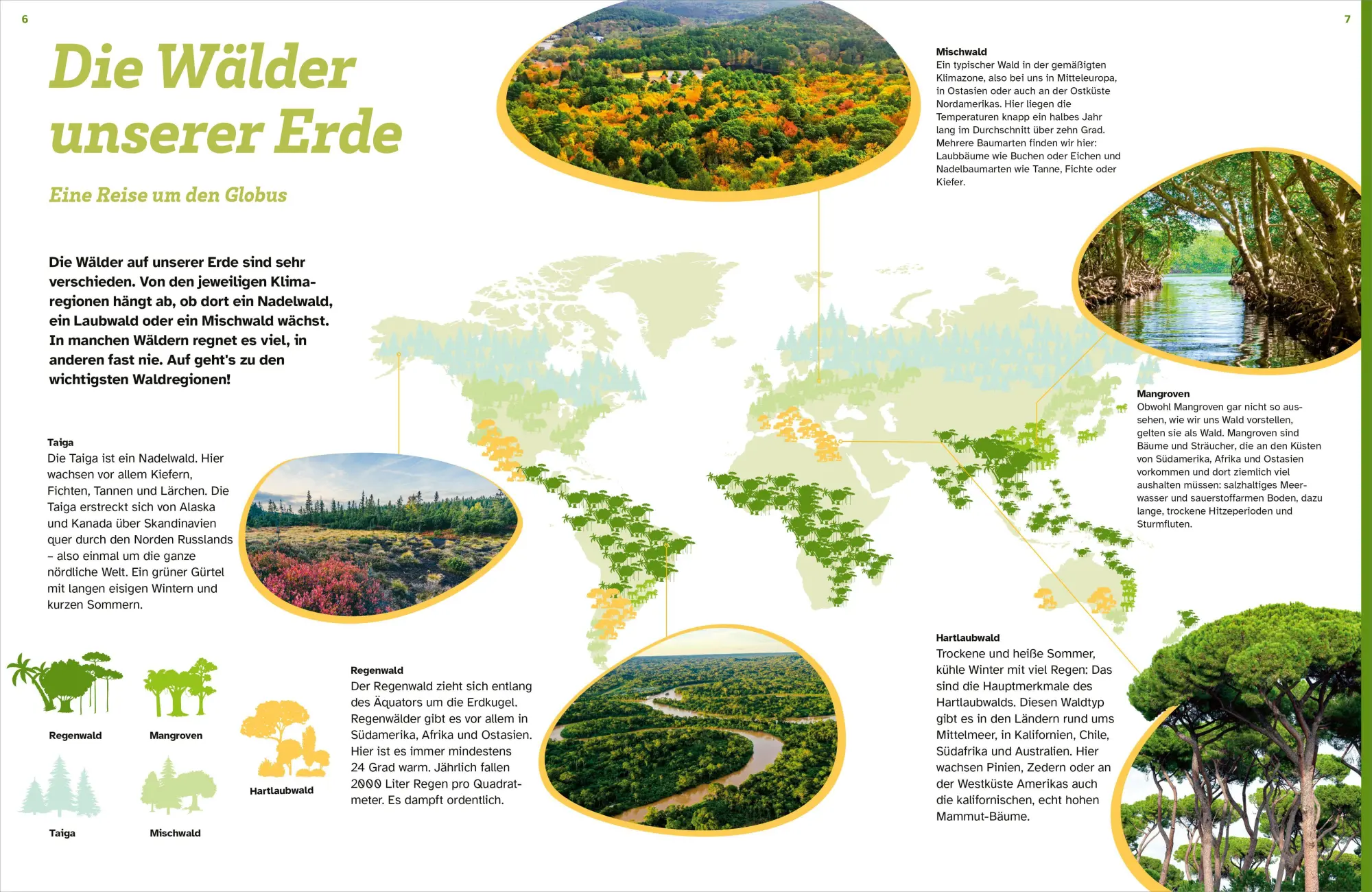Bild: 9783788682026 | WAS IST WAS Der Wald. Zwischen Blättern und Zapfen | Florian Kinast
