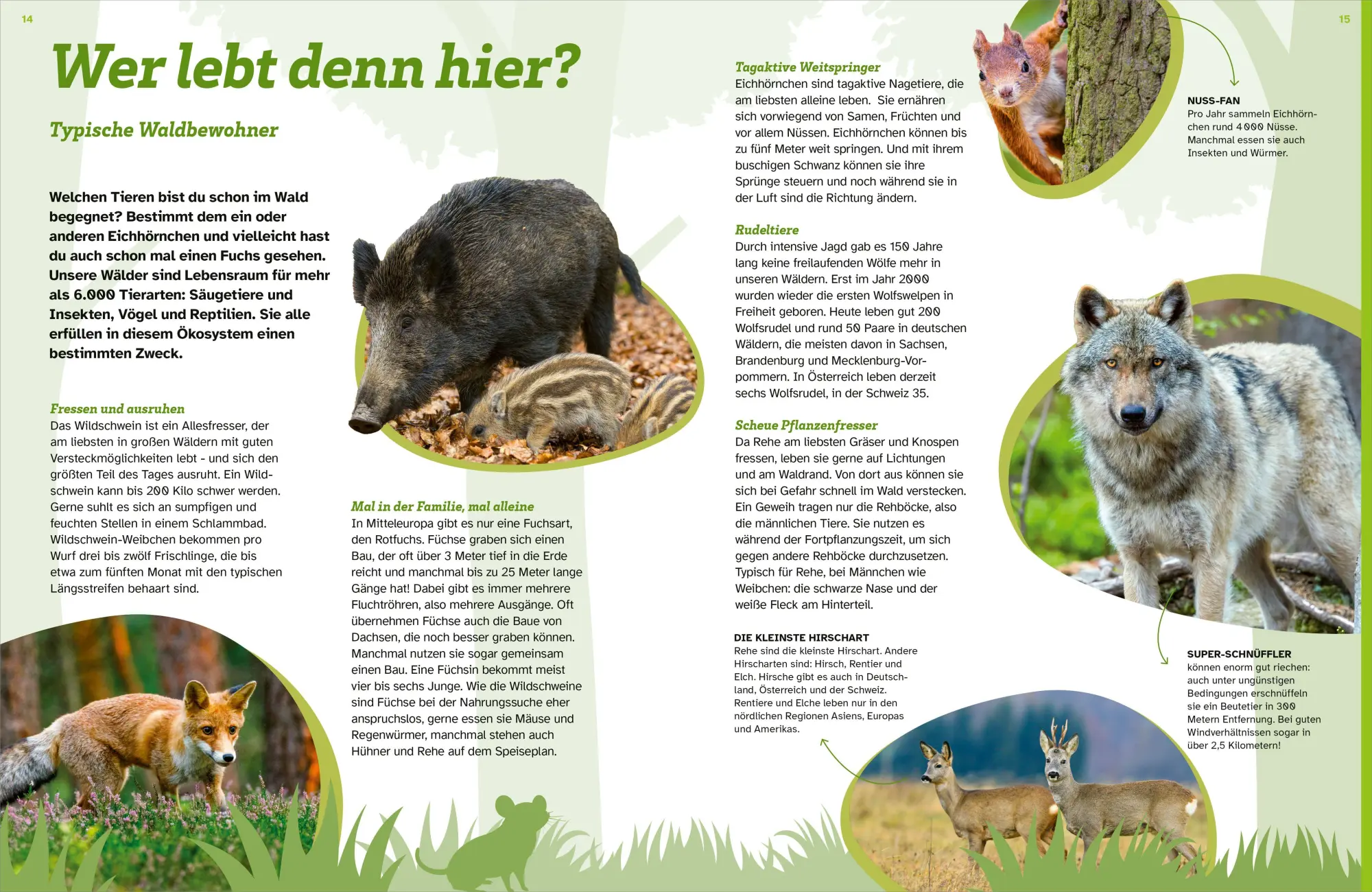 Bild: 9783788682026 | WAS IST WAS Der Wald. Zwischen Blättern und Zapfen | Florian Kinast