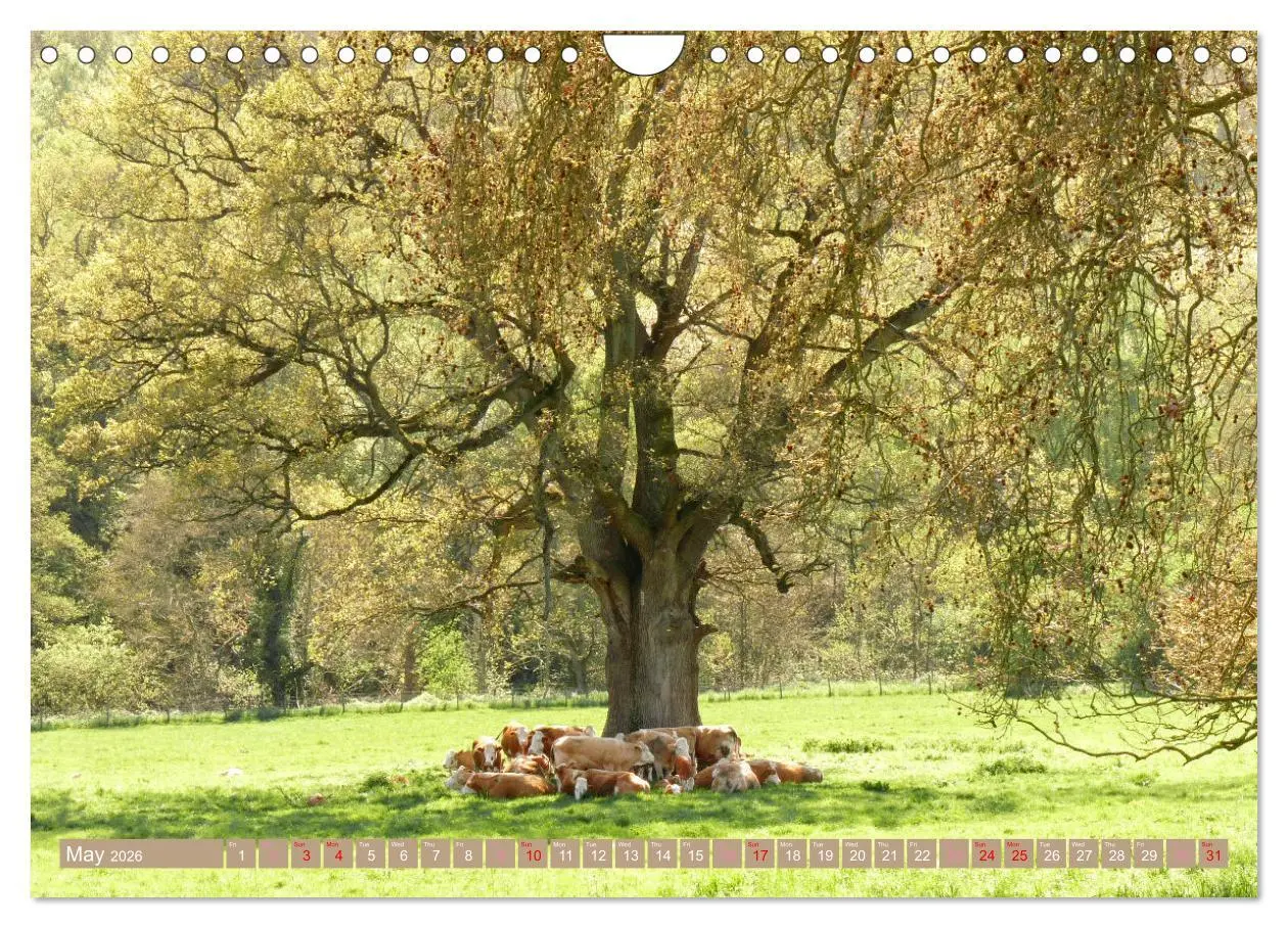 Bild: 9783516552126 | Picturesque Cotswolds (Wall Calendar 2026 DIN A4 landscape),...