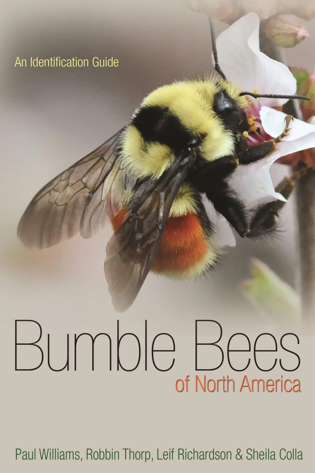 Cover: 9780691152226 | Bumble Bees of North America | An Identification Guide | Taschenbuch