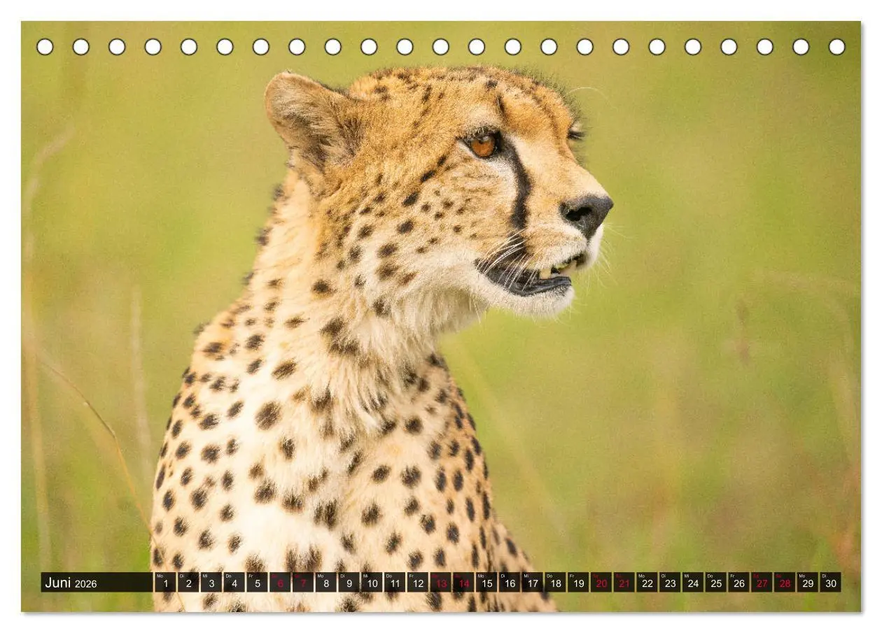 Bild: 9783457812426 | Safari Afrika (Tischkalender 2026 DIN A5 quer), CALVENDO...