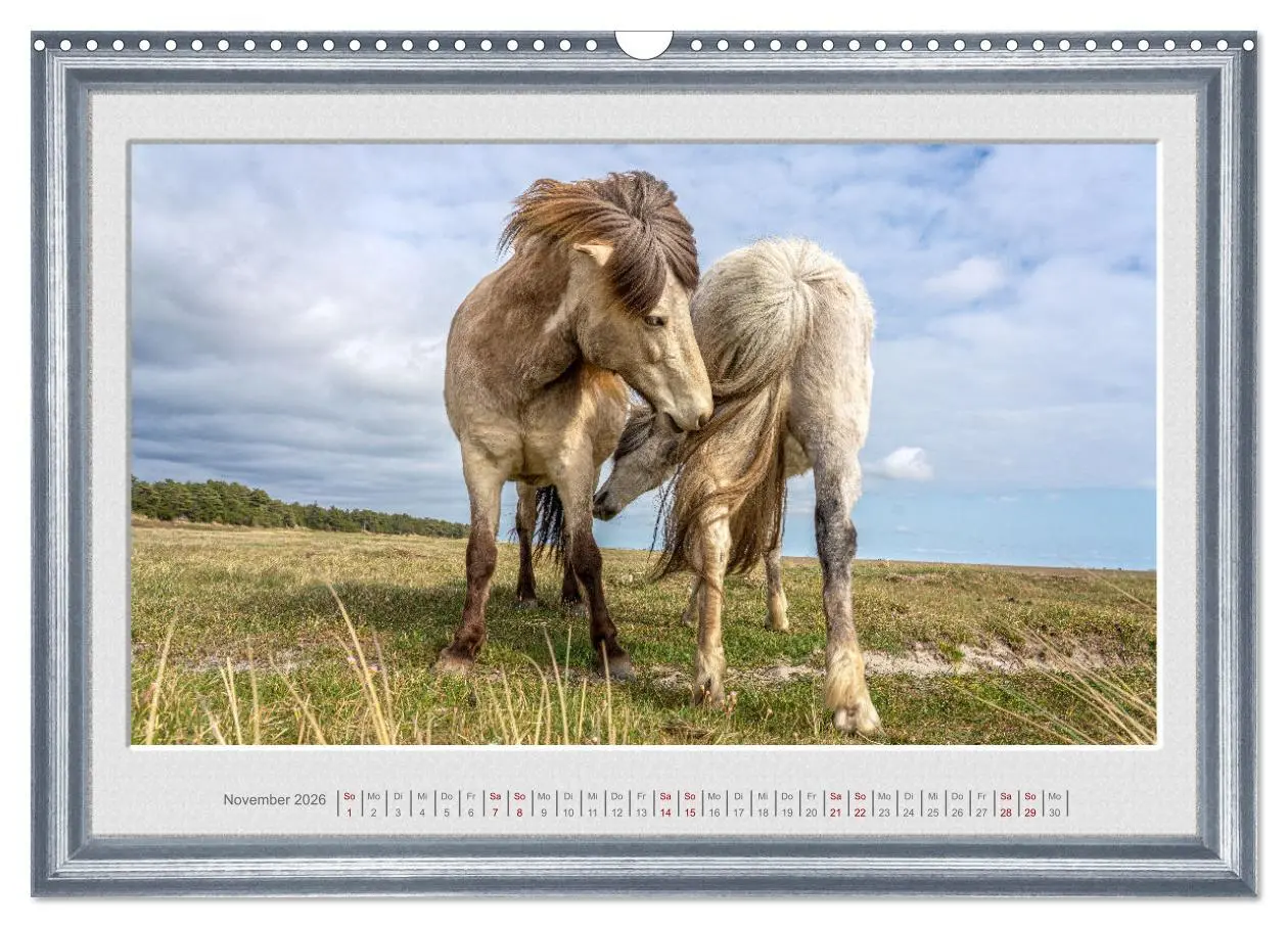 Bild: 9783457582626 | Ich bin ein Isländer (Wandkalender 2026 DIN A3 quer), CALVENDO...