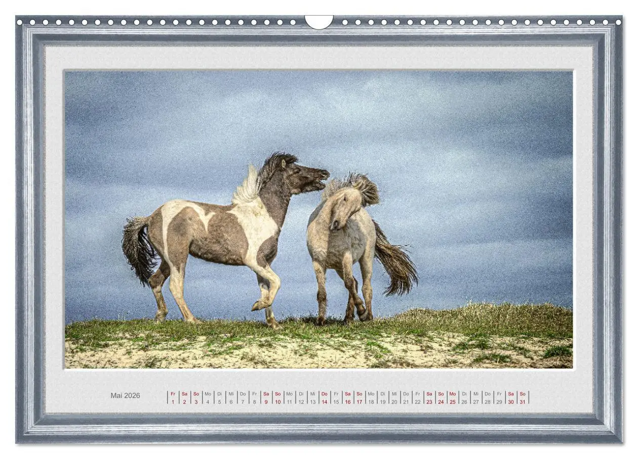 Bild: 9783457582626 | Ich bin ein Isländer (Wandkalender 2026 DIN A3 quer), CALVENDO...