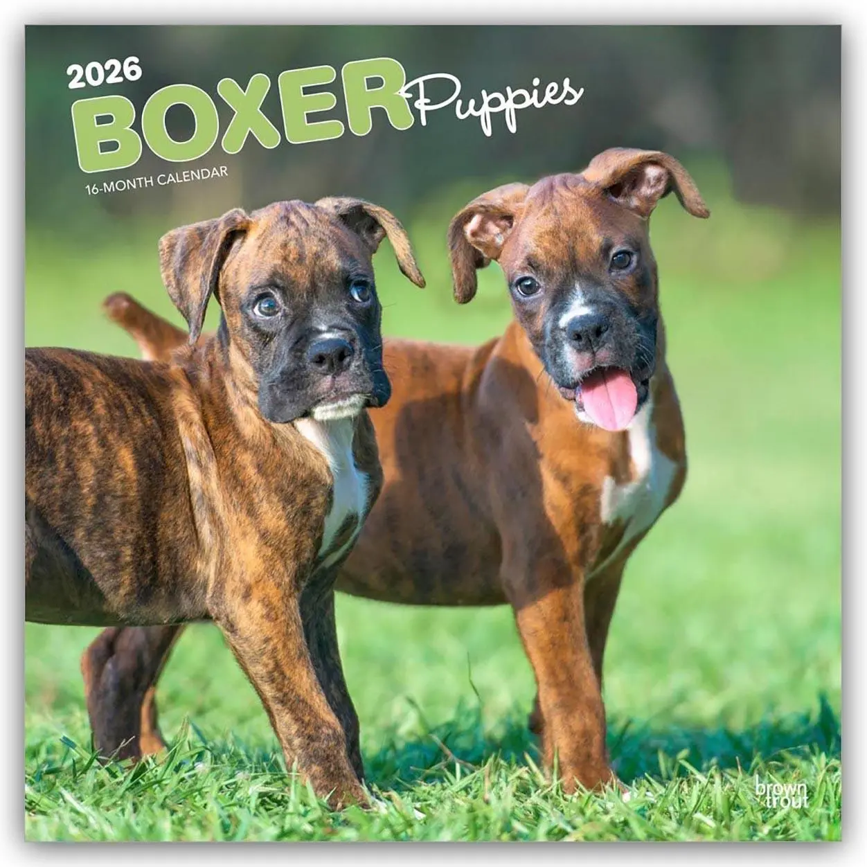Cover: 9798330702626 | Boxer Puppies - Boxer Welpen 2026 - 16-Monatskalender | Publishers