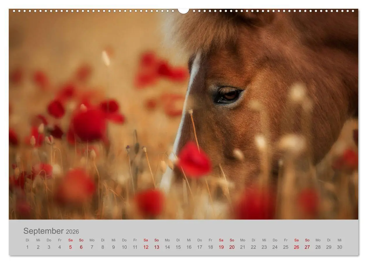 Bild: 9783457882726 | Pferde - Anmut, Eleganz, Magie (Wandkalender 2026 DIN A2 quer),...