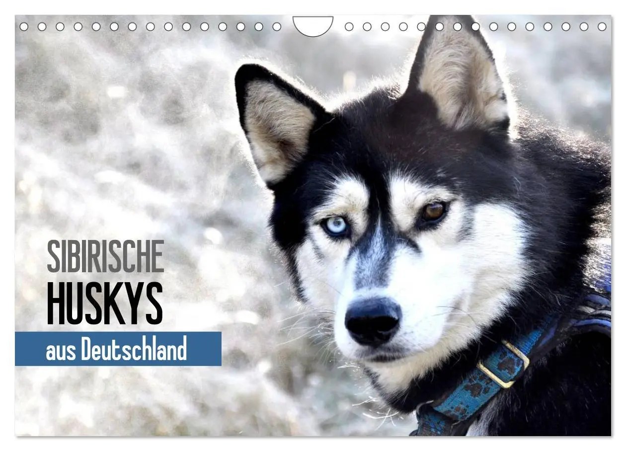 Cover: 9783516102826 | Sibirische Huskys aus Deutschland (Wandkalender 2026 DIN A4 quer),...