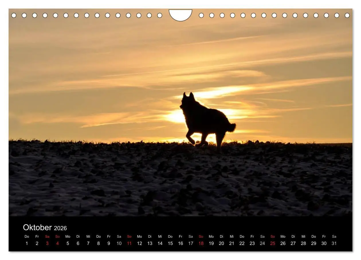 Bild: 9783516102826 | Sibirische Huskys aus Deutschland (Wandkalender 2026 DIN A4 quer),...