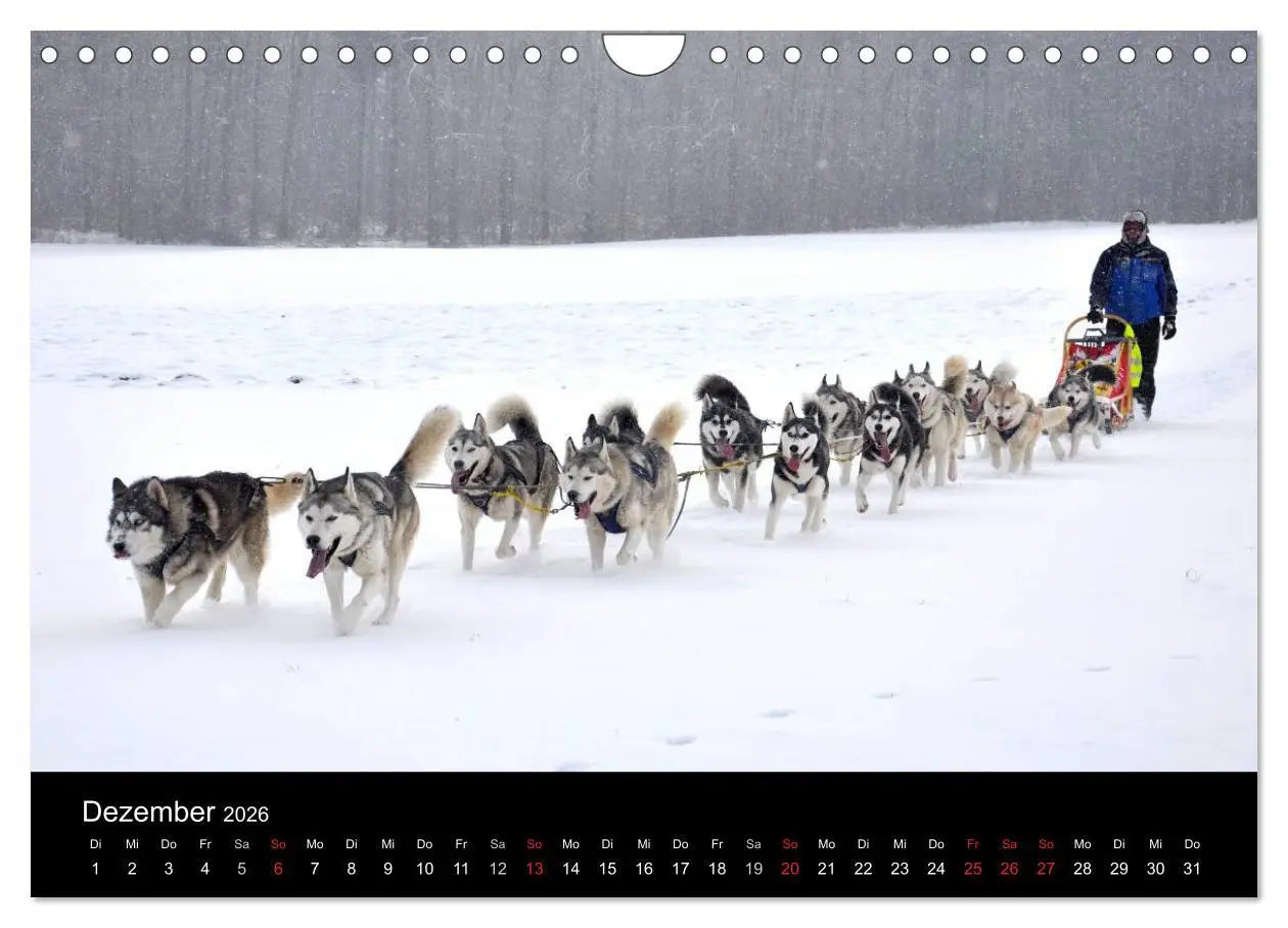 Bild: 9783516102826 | Sibirische Huskys aus Deutschland (Wandkalender 2026 DIN A4 quer),...