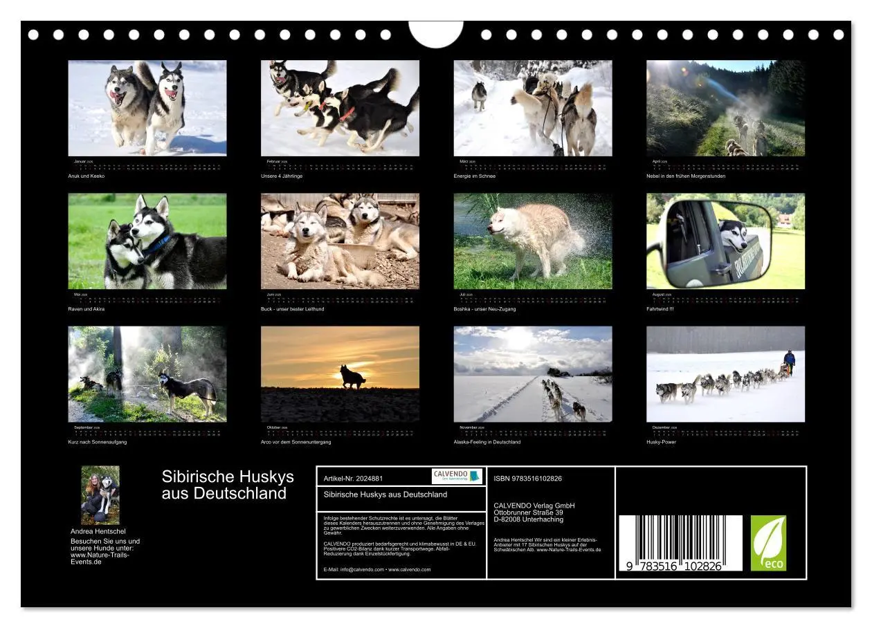 Bild: 9783516102826 | Sibirische Huskys aus Deutschland (Wandkalender 2026 DIN A4 quer),...