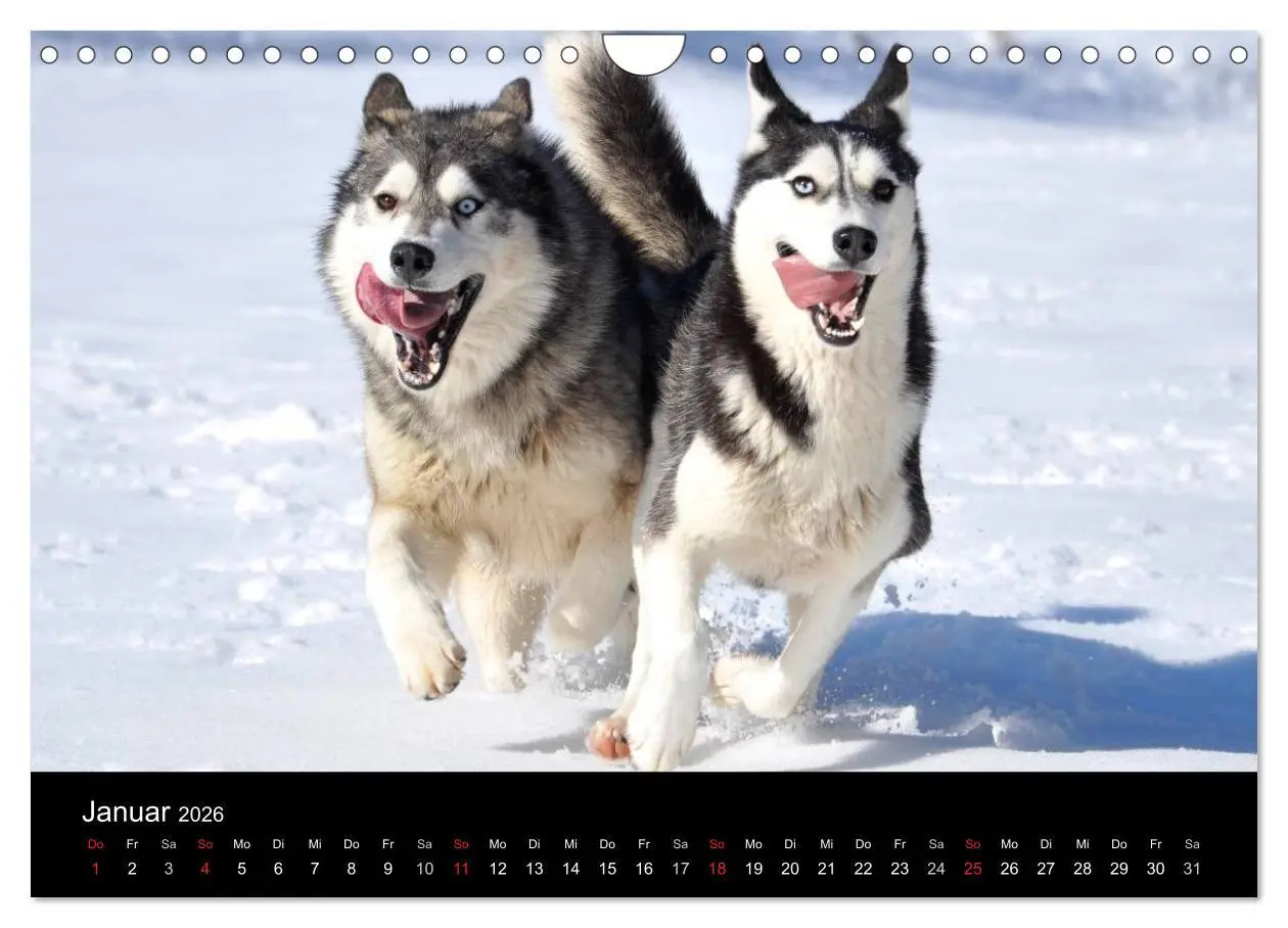 Bild: 9783516102826 | Sibirische Huskys aus Deutschland (Wandkalender 2026 DIN A4 quer),...