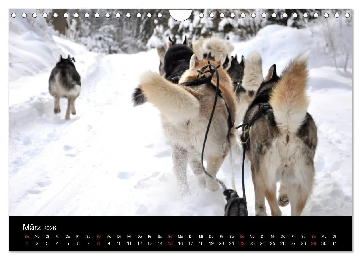 Bild: 9783516102826 | Sibirische Huskys aus Deutschland (Wandkalender 2026 DIN A4 quer),...