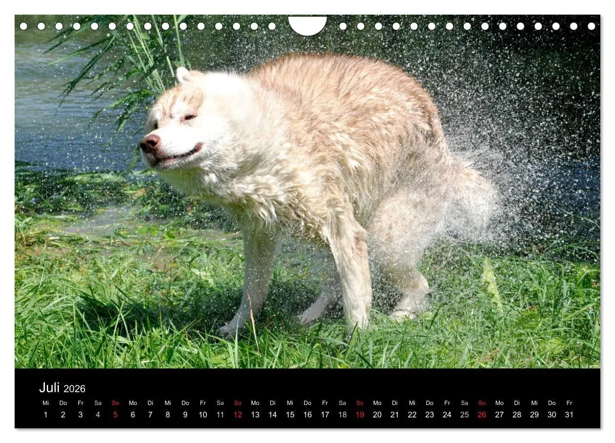 Bild: 9783516102826 | Sibirische Huskys aus Deutschland (Wandkalender 2026 DIN A4 quer),...