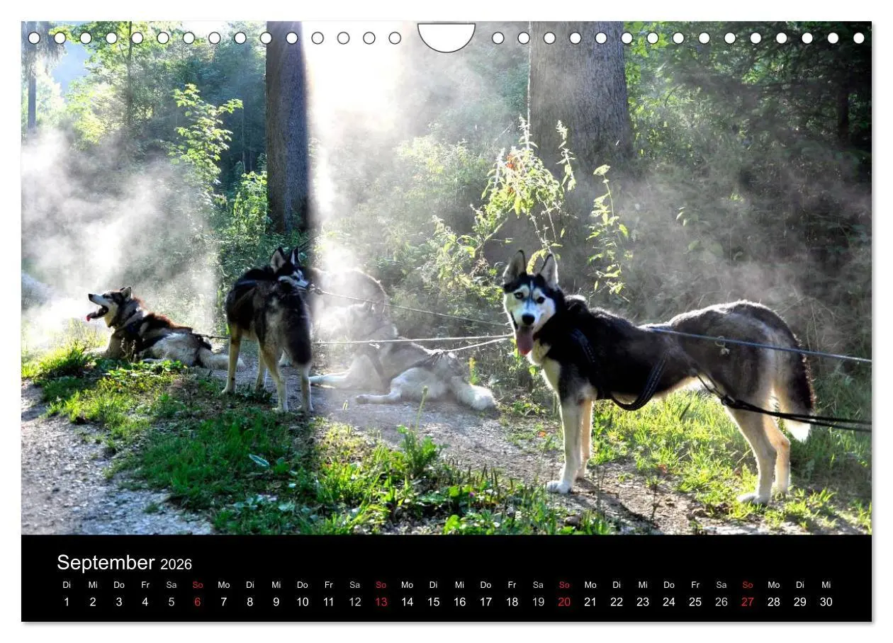 Bild: 9783516102826 | Sibirische Huskys aus Deutschland (Wandkalender 2026 DIN A4 quer),...