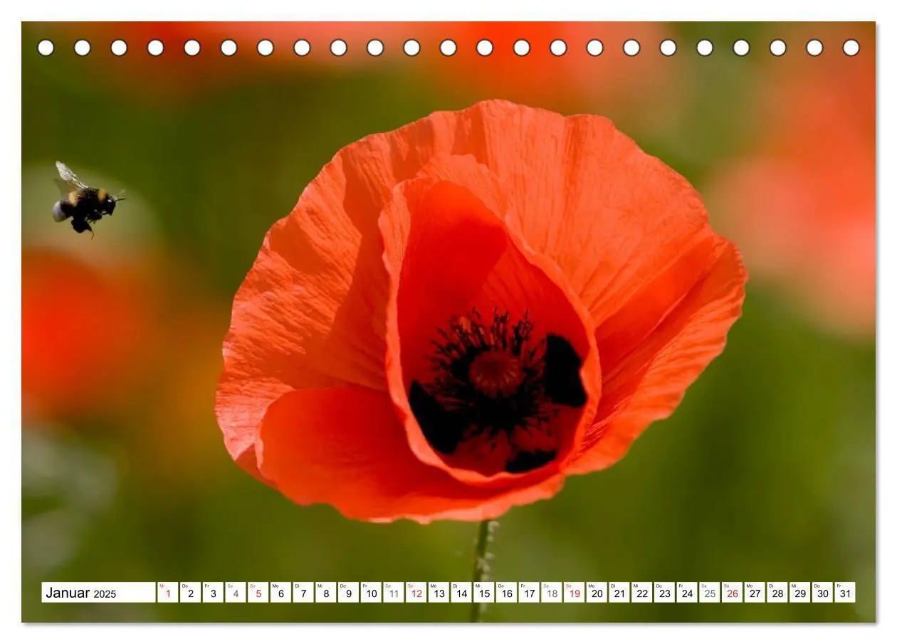 Bild: 9783435462926 | MohnTage (Tischkalender 2025 DIN A5 quer), CALVENDO Monatskalender