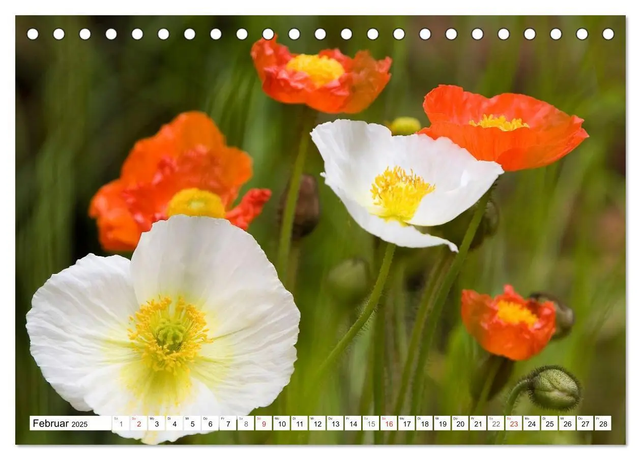 Bild: 9783435462926 | MohnTage (Tischkalender 2025 DIN A5 quer), CALVENDO Monatskalender