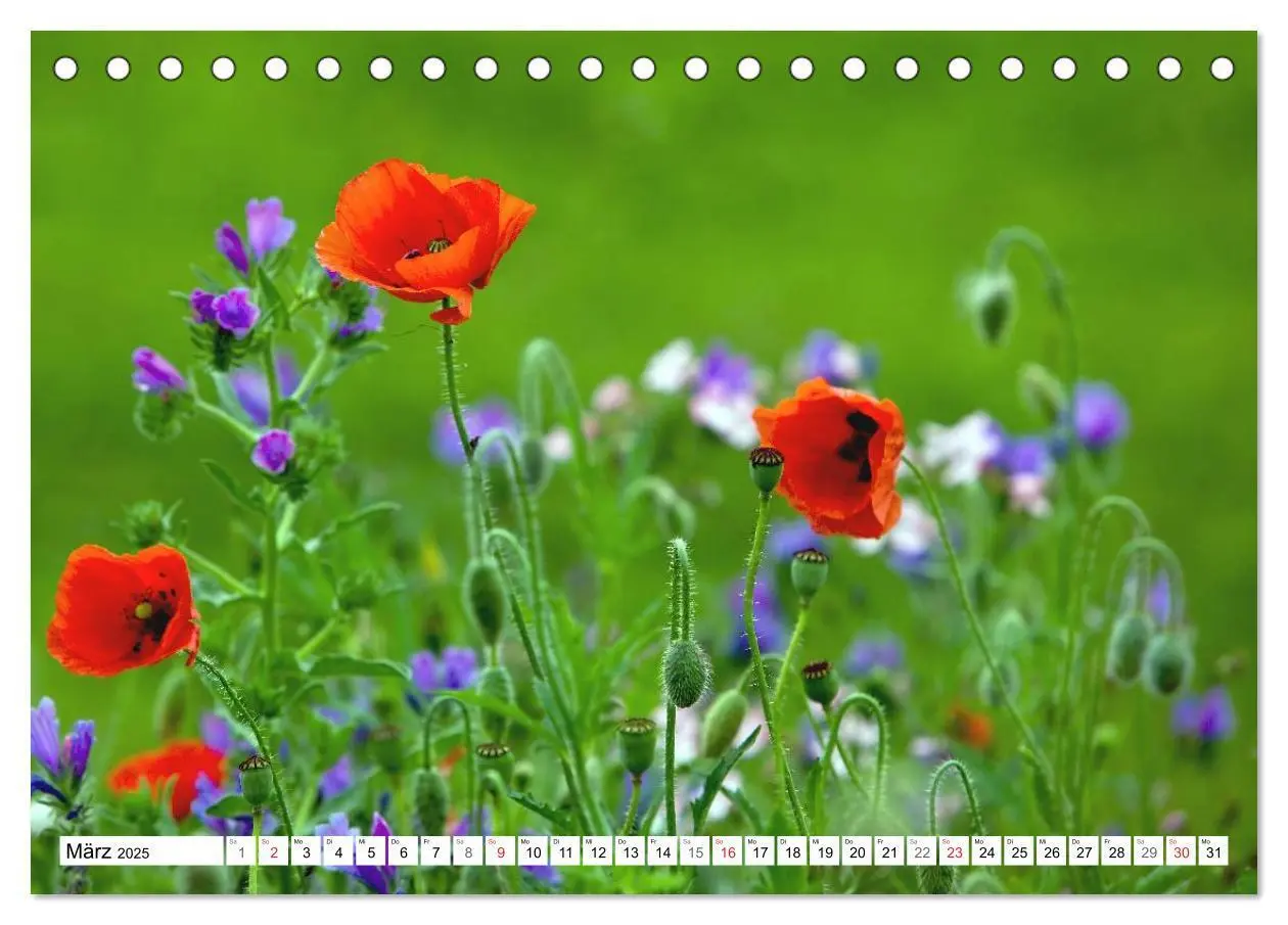 Bild: 9783435462926 | MohnTage (Tischkalender 2025 DIN A5 quer), CALVENDO Monatskalender