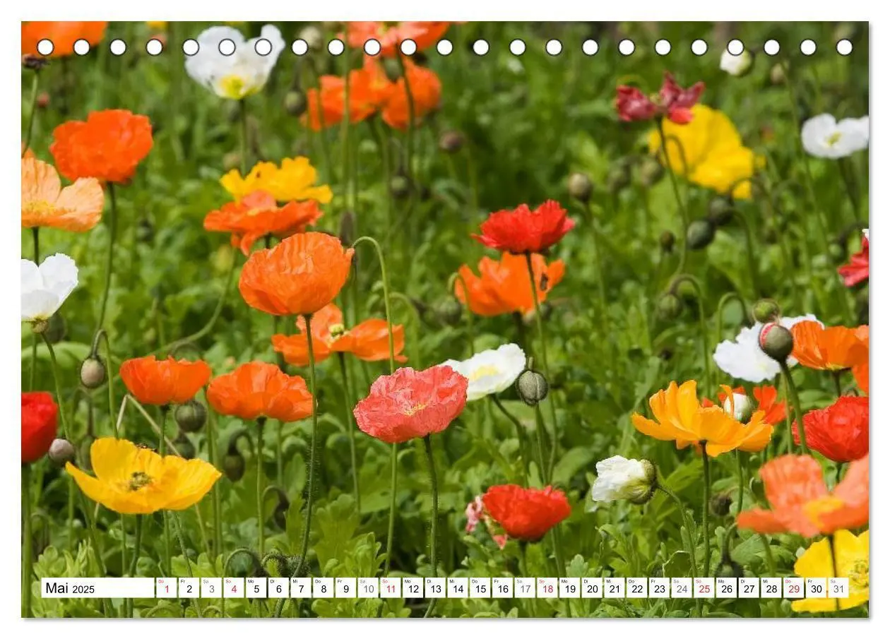 Bild: 9783435462926 | MohnTage (Tischkalender 2025 DIN A5 quer), CALVENDO Monatskalender