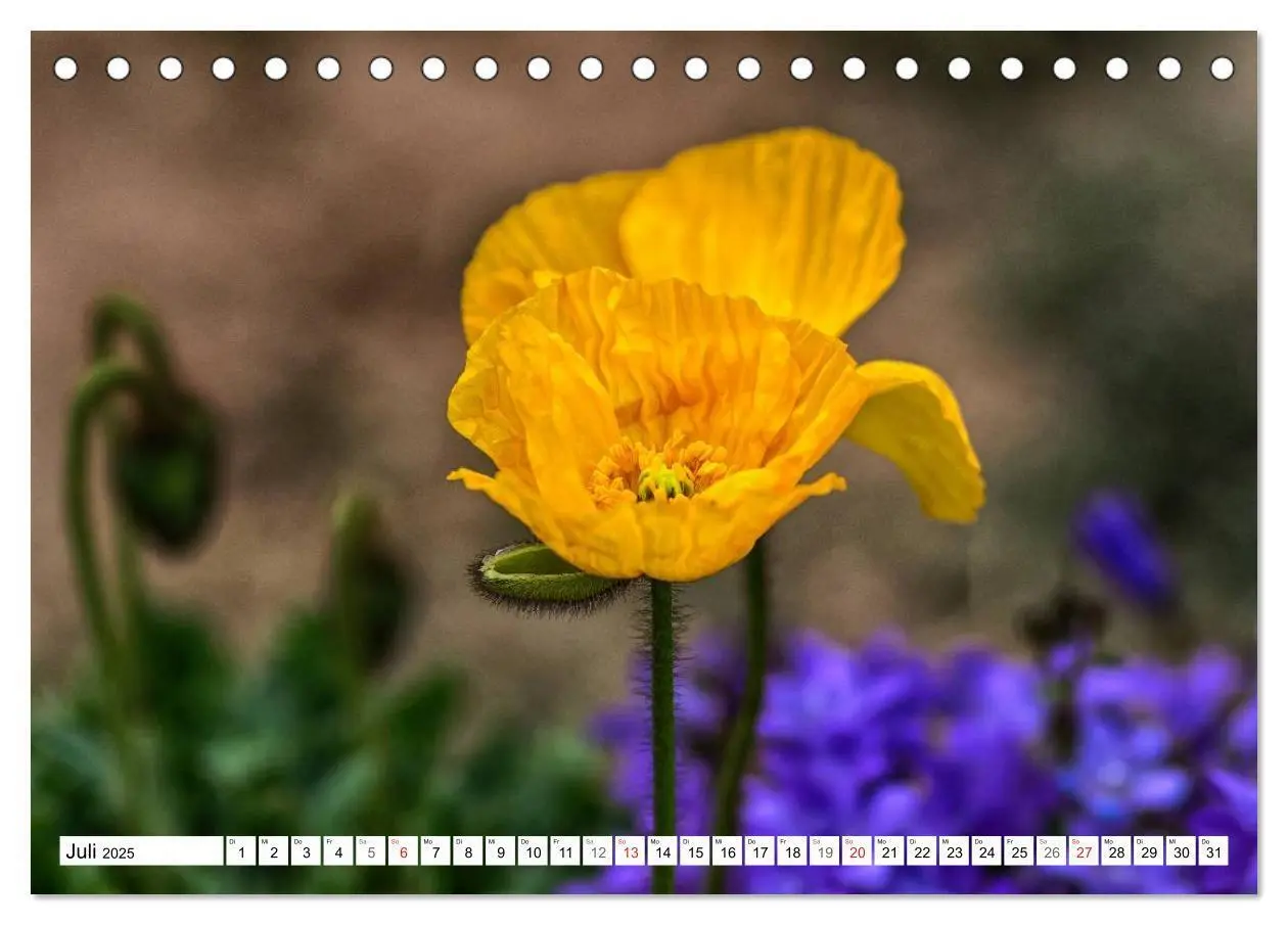 Bild: 9783435462926 | MohnTage (Tischkalender 2025 DIN A5 quer), CALVENDO Monatskalender