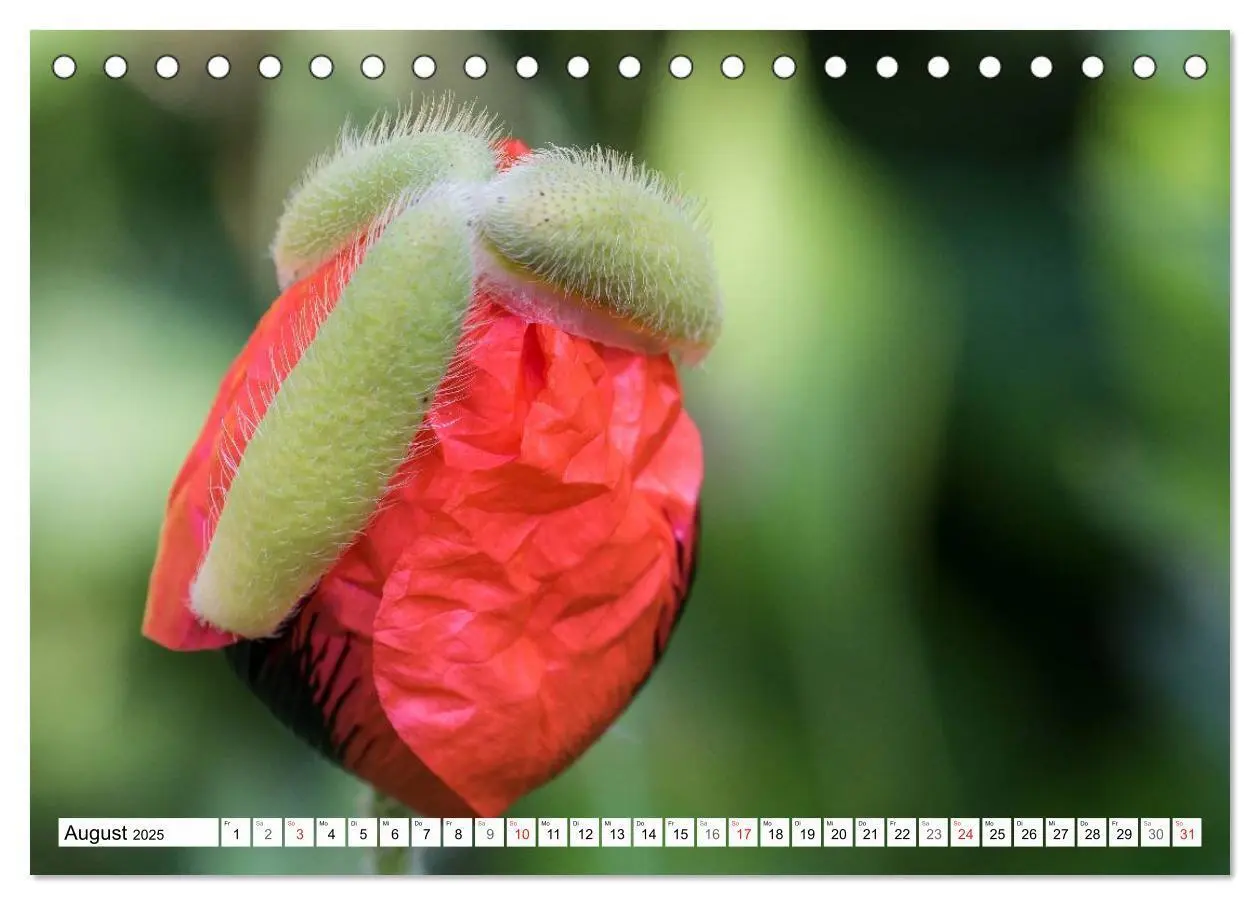 Bild: 9783435462926 | MohnTage (Tischkalender 2025 DIN A5 quer), CALVENDO Monatskalender