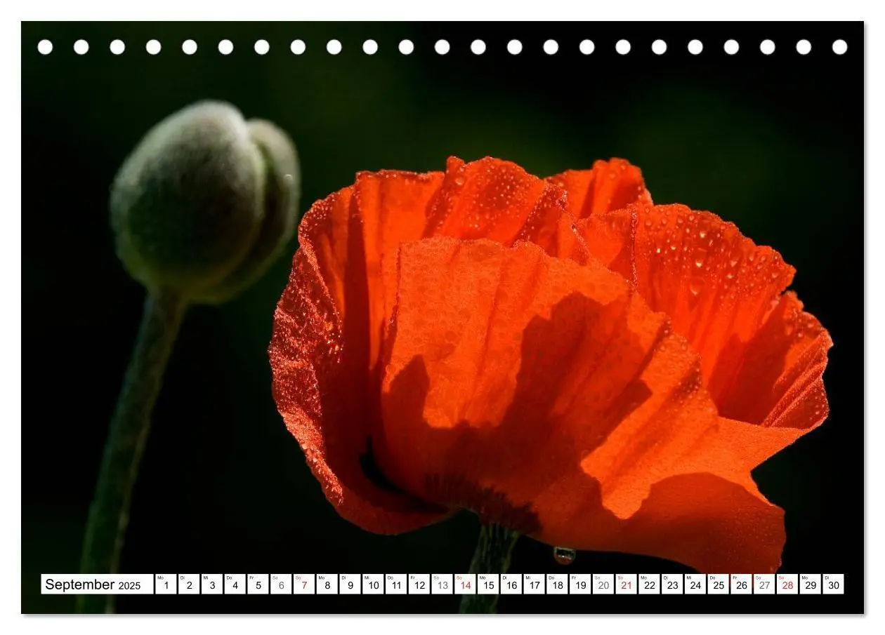 Bild: 9783435462926 | MohnTage (Tischkalender 2025 DIN A5 quer), CALVENDO Monatskalender