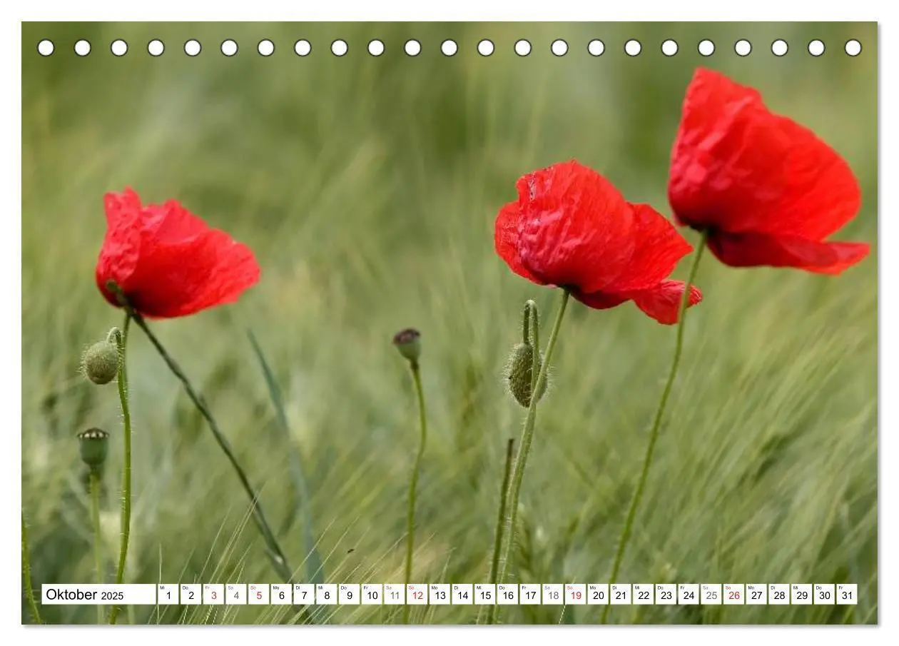 Bild: 9783435462926 | MohnTage (Tischkalender 2025 DIN A5 quer), CALVENDO Monatskalender