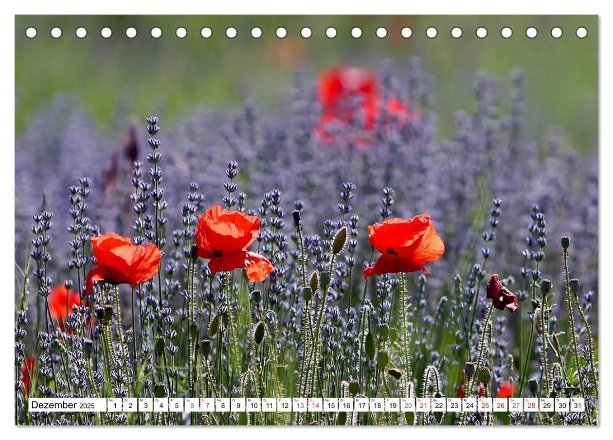 Bild: 9783435462926 | MohnTage (Tischkalender 2025 DIN A5 quer), CALVENDO Monatskalender