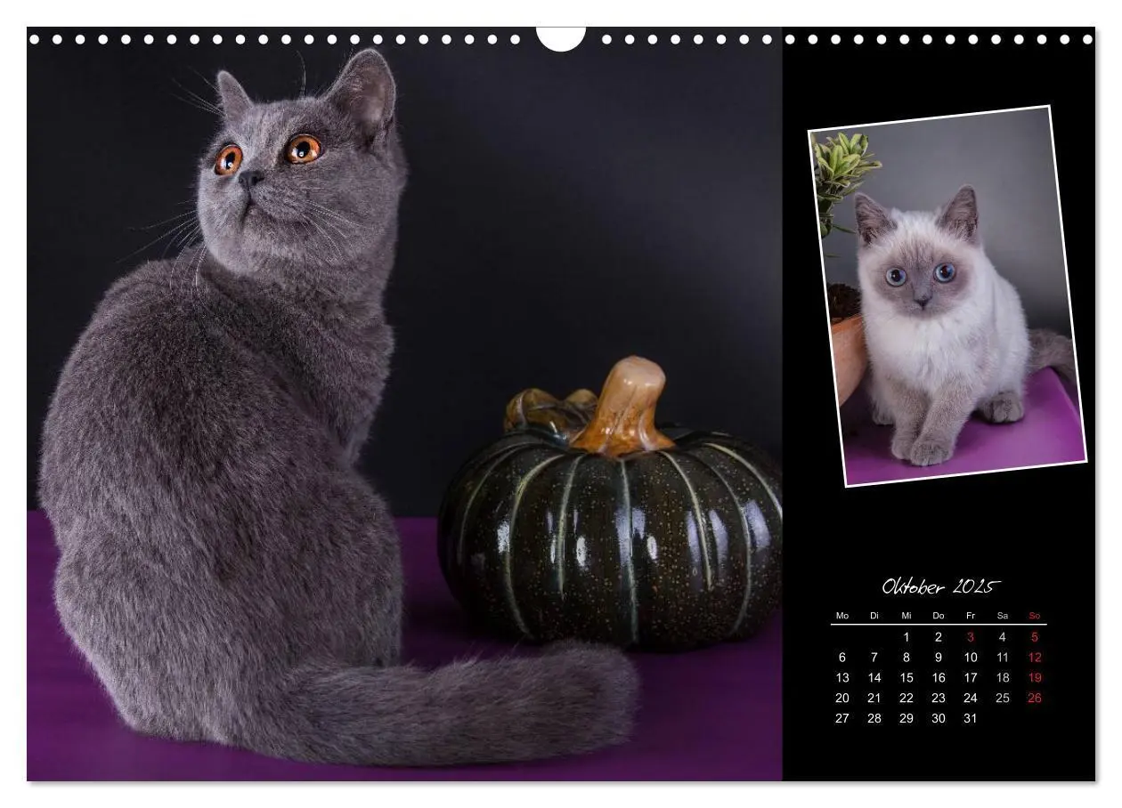 Bild: 9783435772926 | Britisch Kurzhaar Katzen (Wandkalender 2025 DIN A3 quer), CALVENDO...