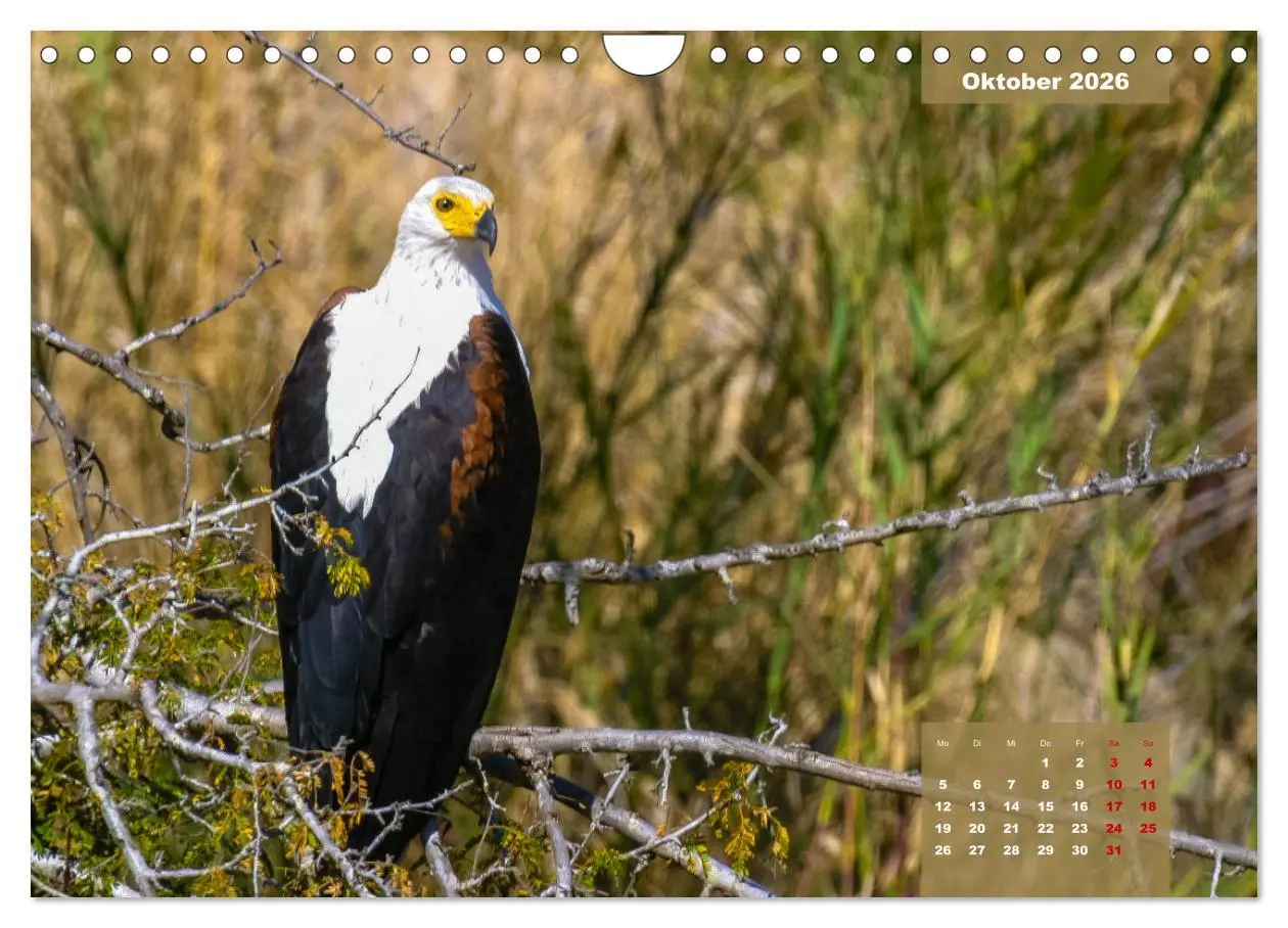 Bild: 9783457622926 | Die bunte Vogelwelt im Kruger National Park (Wandkalender 2026 DIN...
