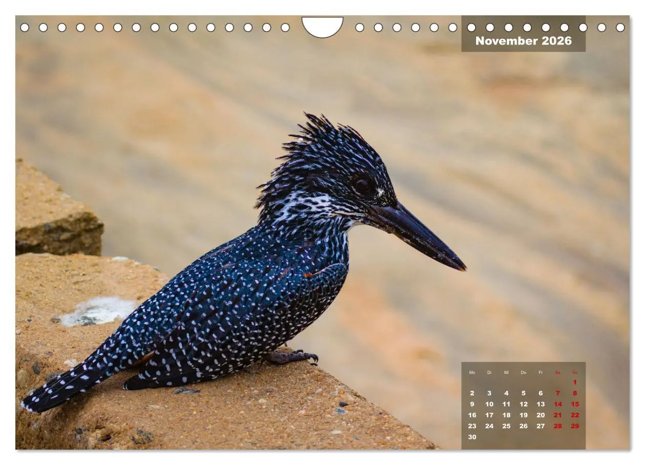 Bild: 9783457622926 | Die bunte Vogelwelt im Kruger National Park (Wandkalender 2026 DIN...