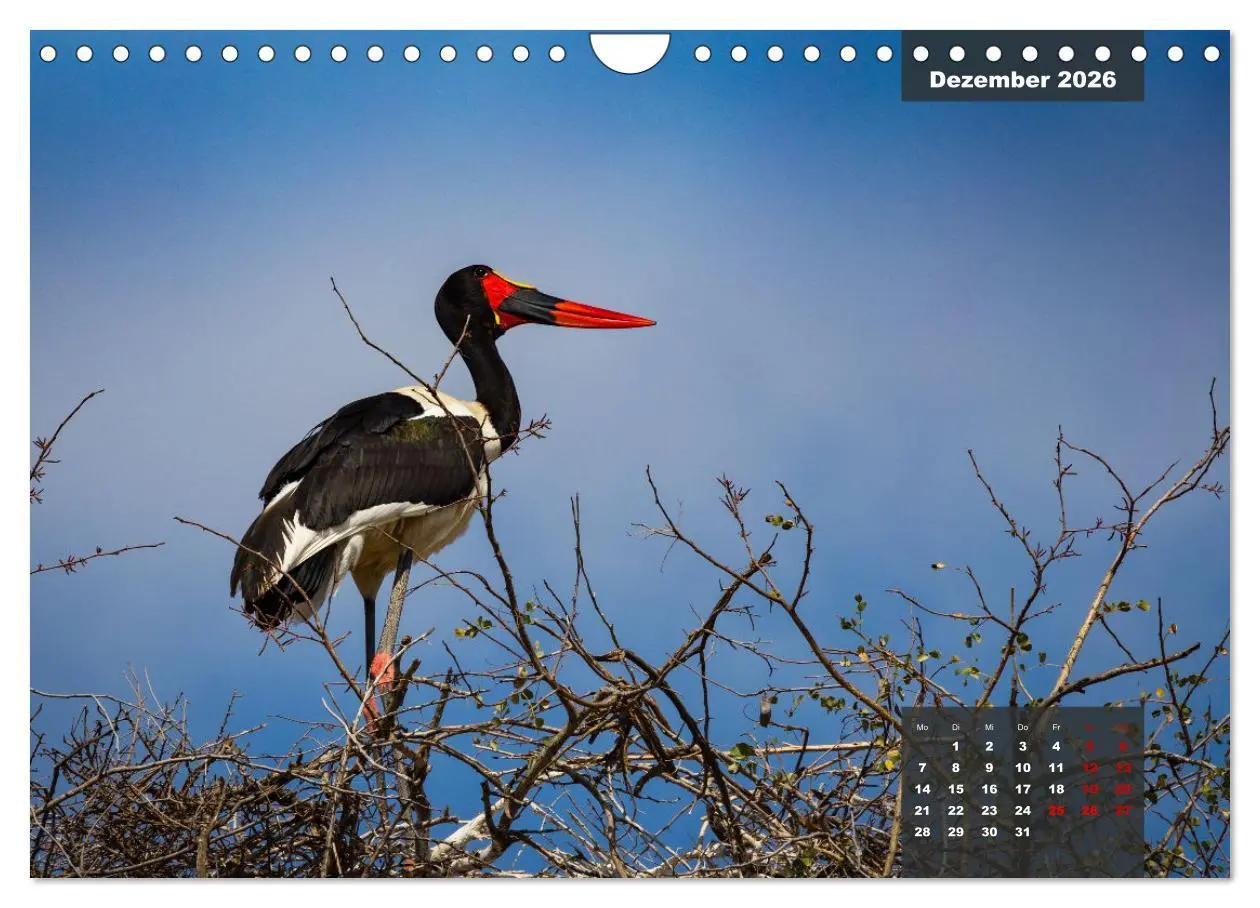 Bild: 9783457622926 | Die bunte Vogelwelt im Kruger National Park (Wandkalender 2026 DIN...