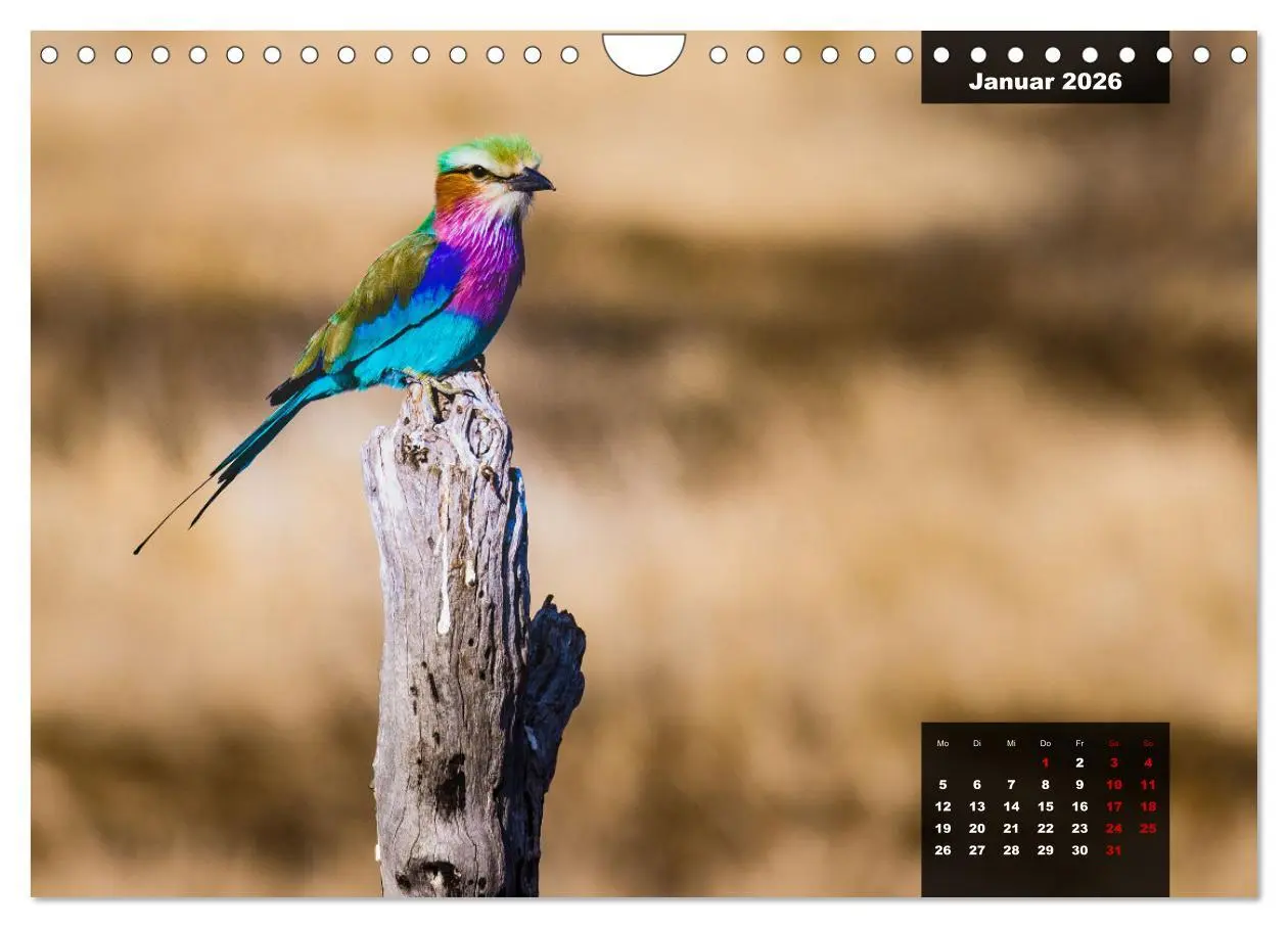Bild: 9783457622926 | Die bunte Vogelwelt im Kruger National Park (Wandkalender 2026 DIN...