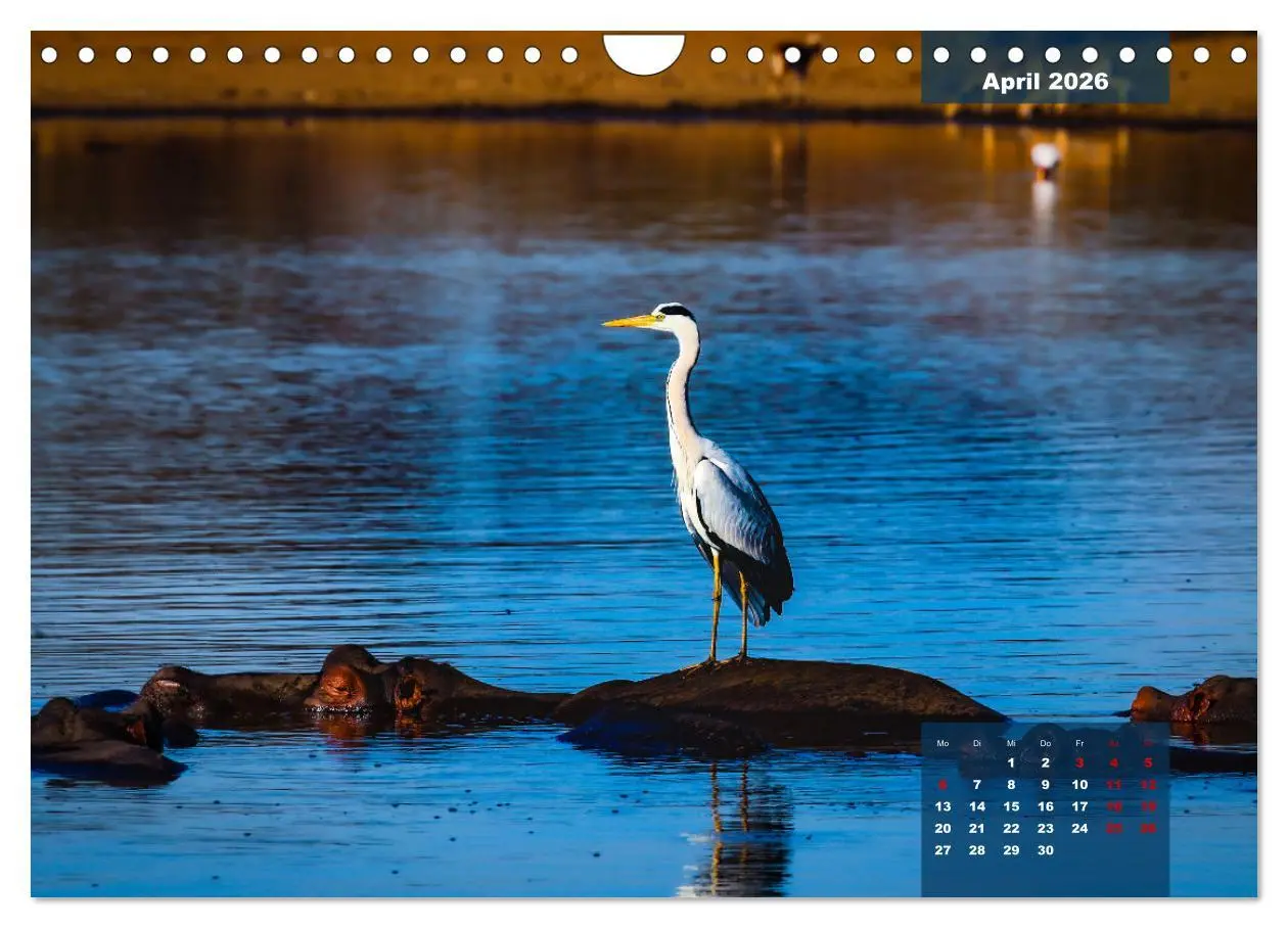 Bild: 9783457622926 | Die bunte Vogelwelt im Kruger National Park (Wandkalender 2026 DIN...