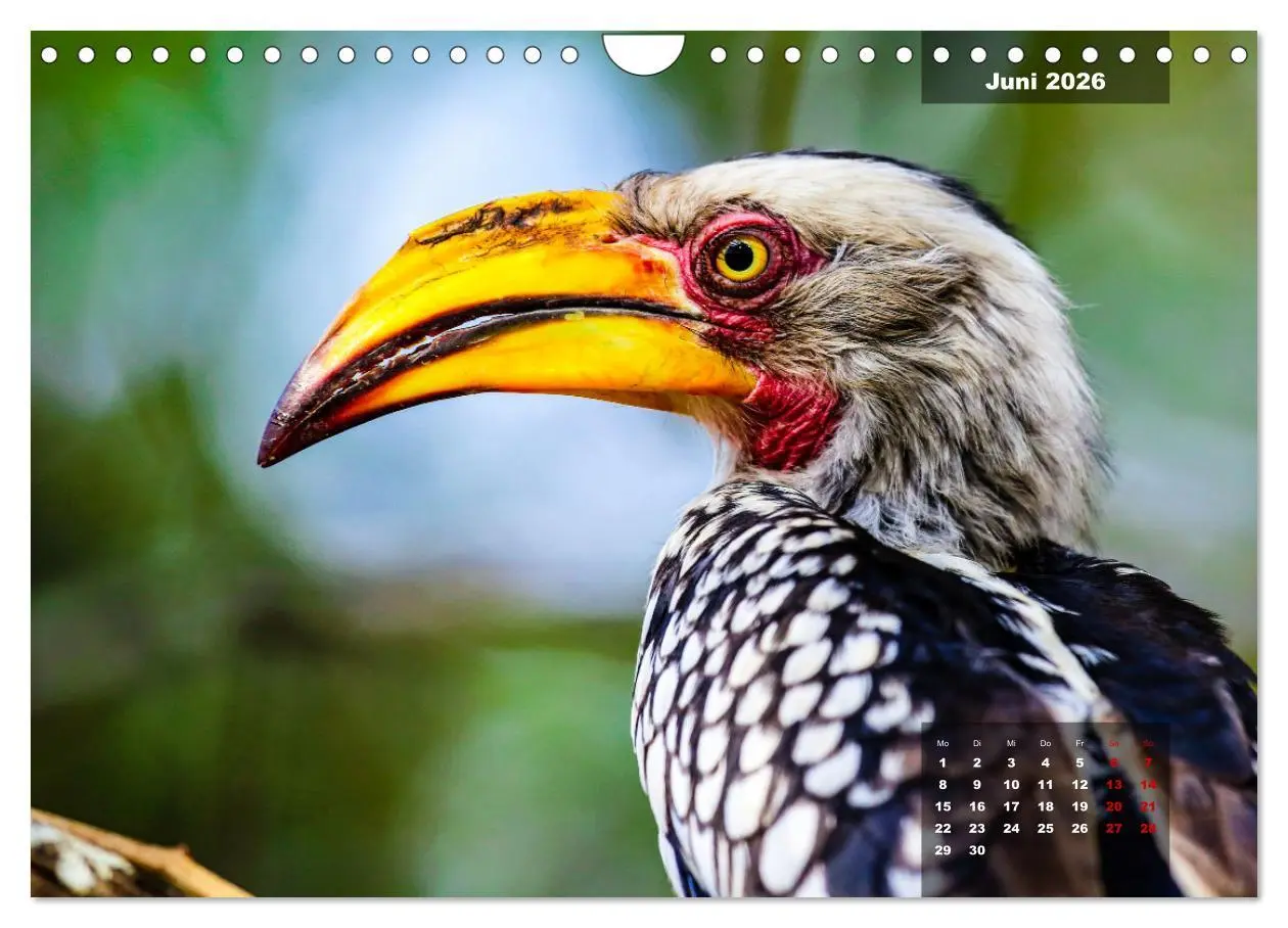 Bild: 9783457622926 | Die bunte Vogelwelt im Kruger National Park (Wandkalender 2026 DIN...
