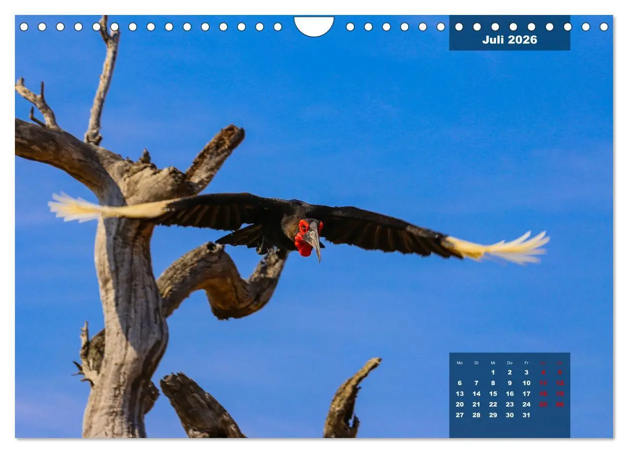 Bild: 9783457622926 | Die bunte Vogelwelt im Kruger National Park (Wandkalender 2026 DIN...