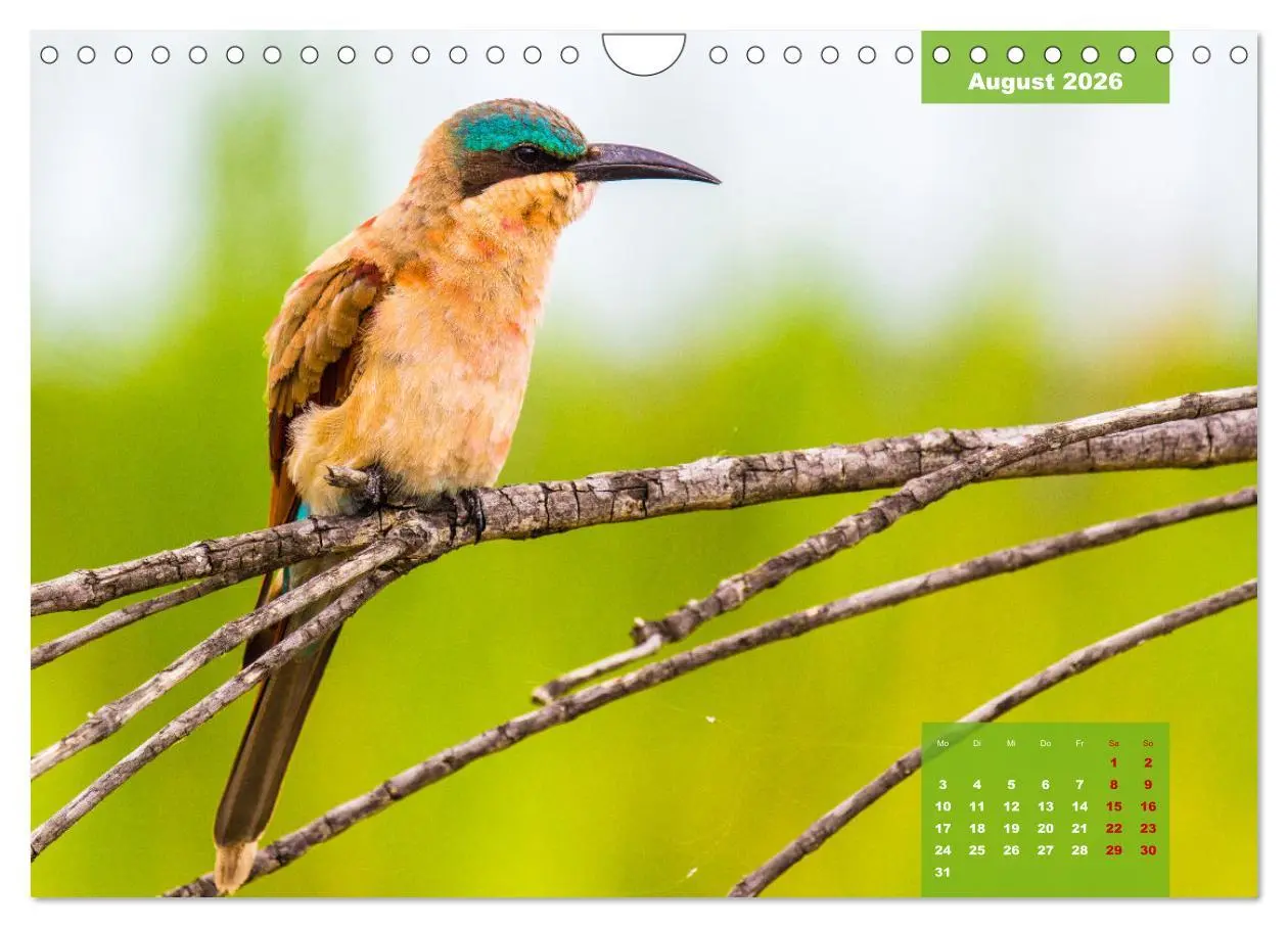 Bild: 9783457622926 | Die bunte Vogelwelt im Kruger National Park (Wandkalender 2026 DIN...
