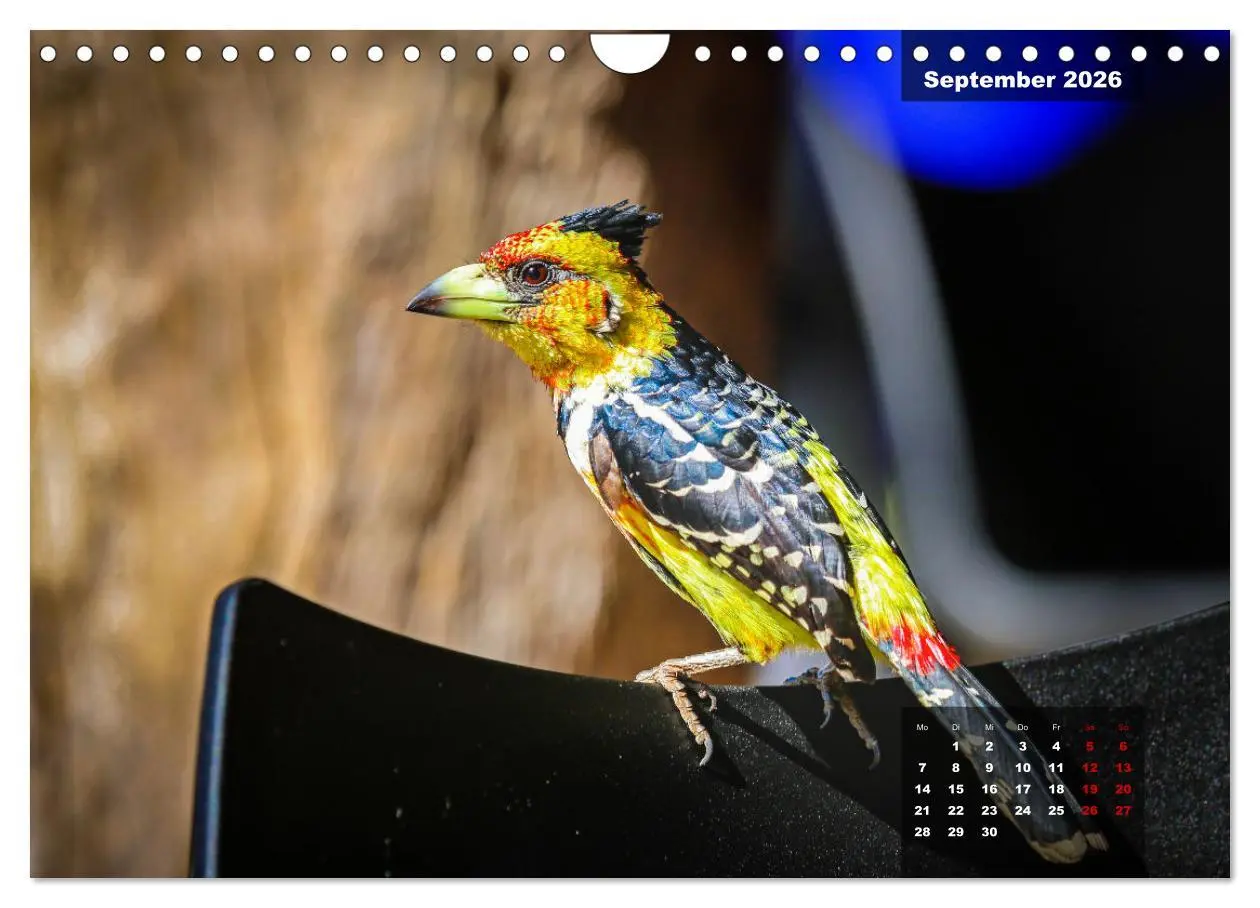 Bild: 9783457622926 | Die bunte Vogelwelt im Kruger National Park (Wandkalender 2026 DIN...