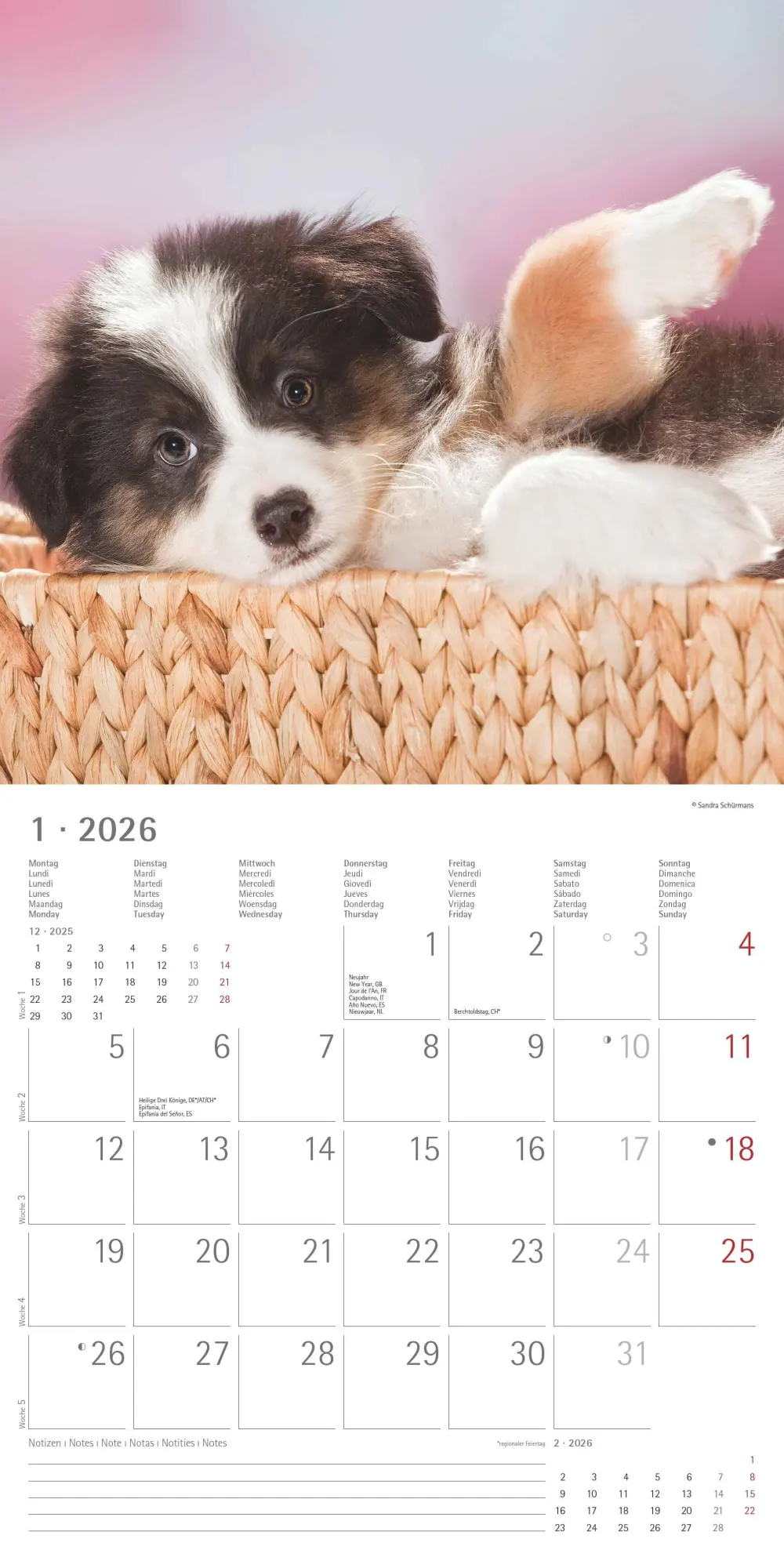 Bild: 4069095003026 | Hunde 2026 - Broschürenkalender 30x30 cm (30x60 geöffnet) -...