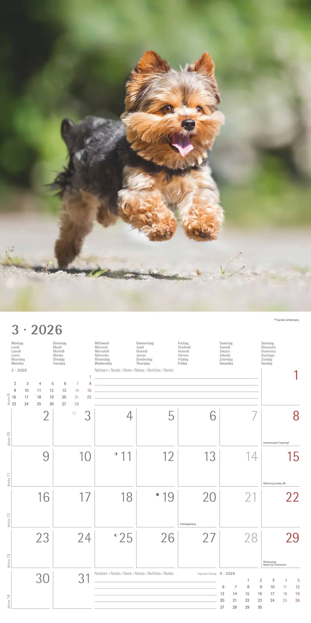Bild: 4069095003026 | Hunde 2026 - Broschürenkalender 30x30 cm (30x60 geöffnet) -...